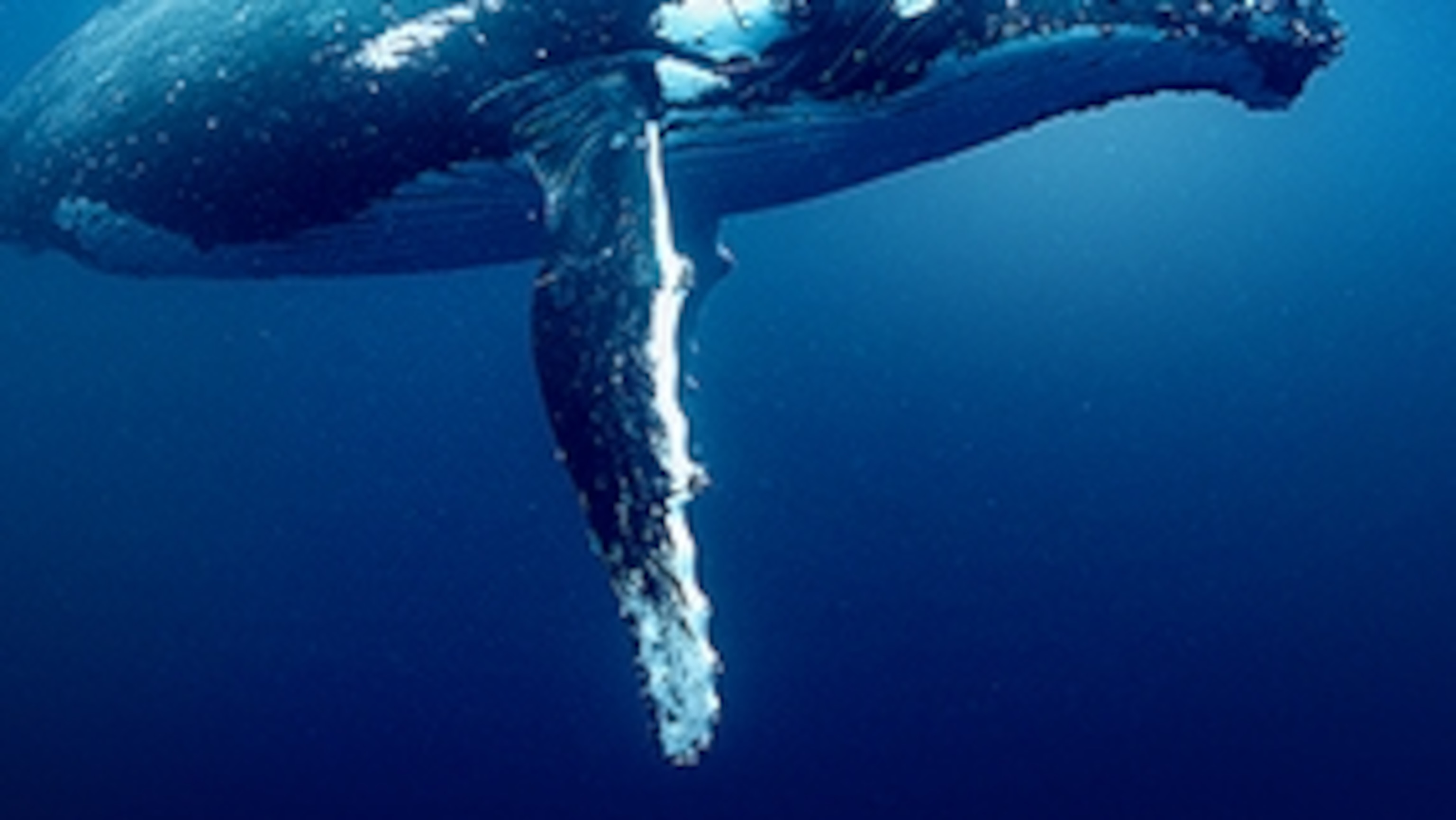 Ocean