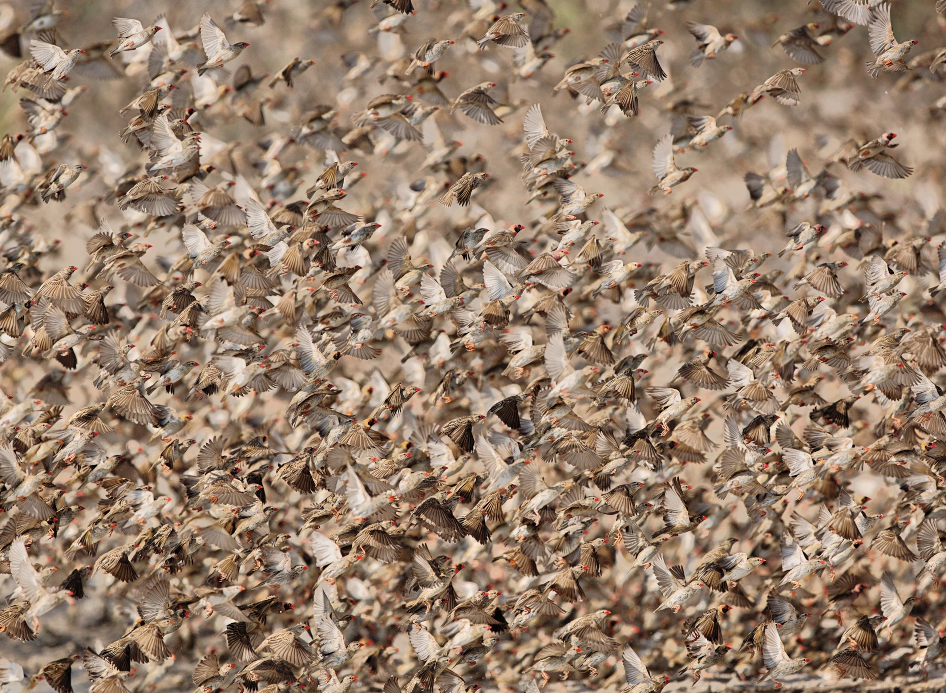 The photo is filled with red billed birds in flight.