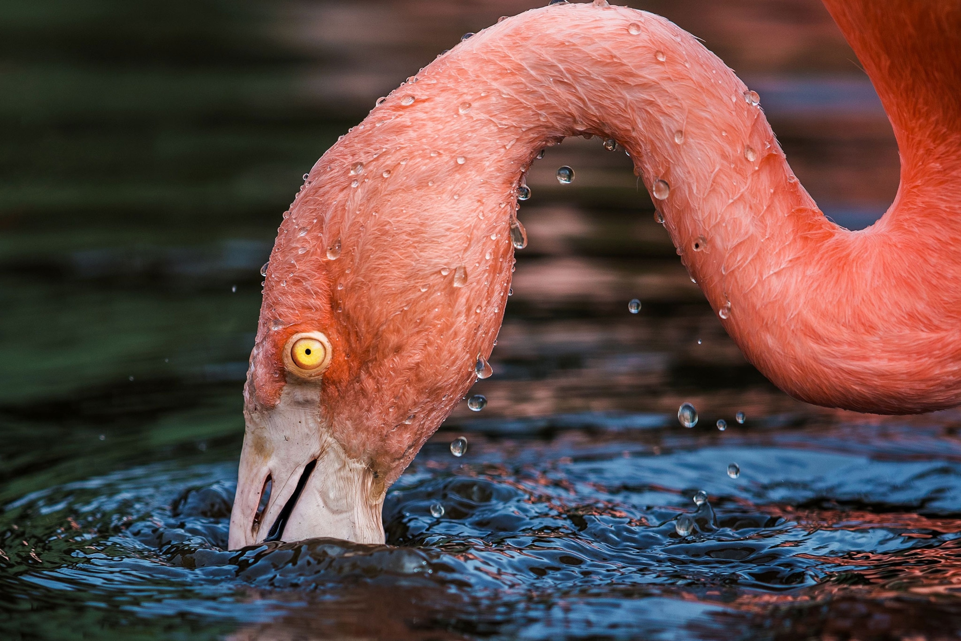 a flamingo