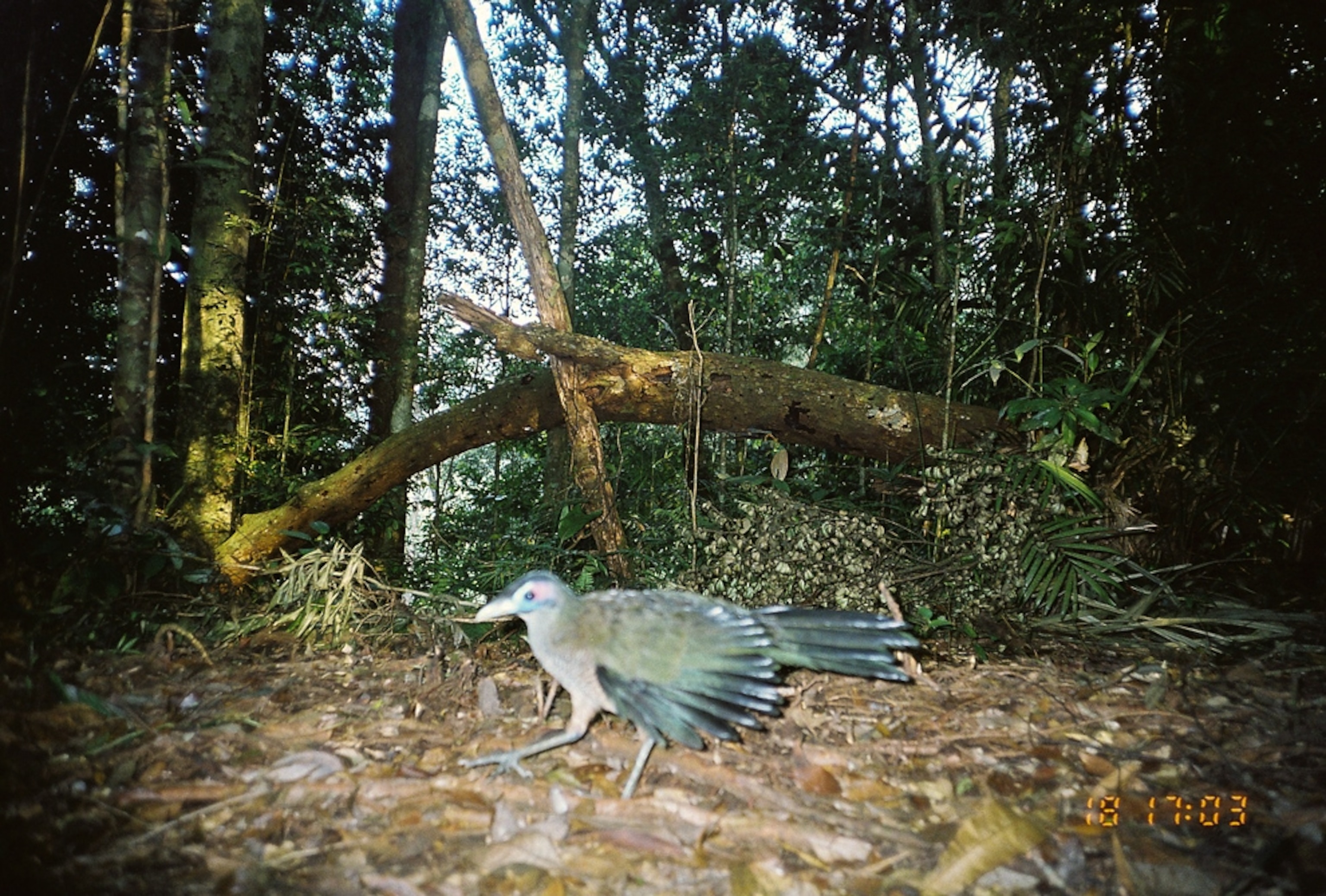 A picture of a ground cuckoo photographed in Kerinci Seblat National Park.