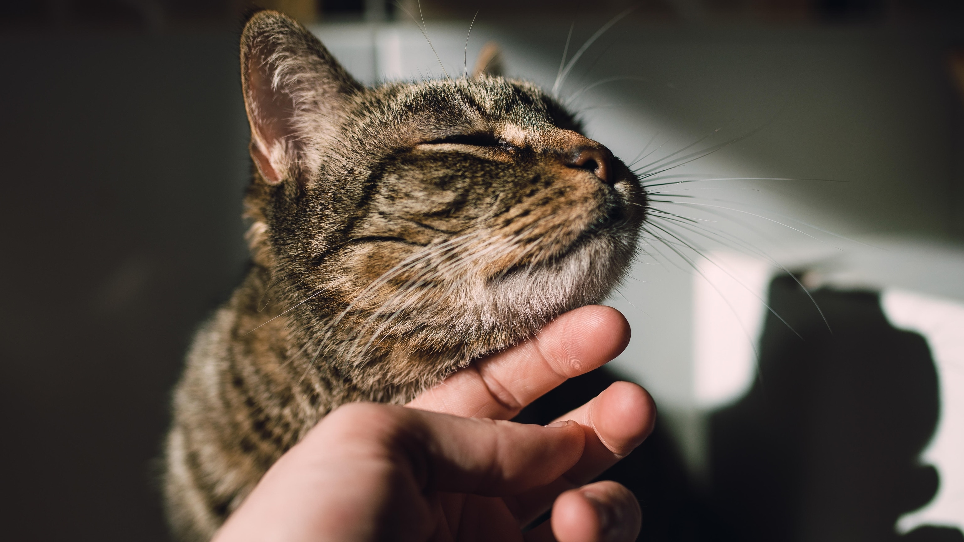 The surprisingly fraught fight for a pet cat in Antarctica