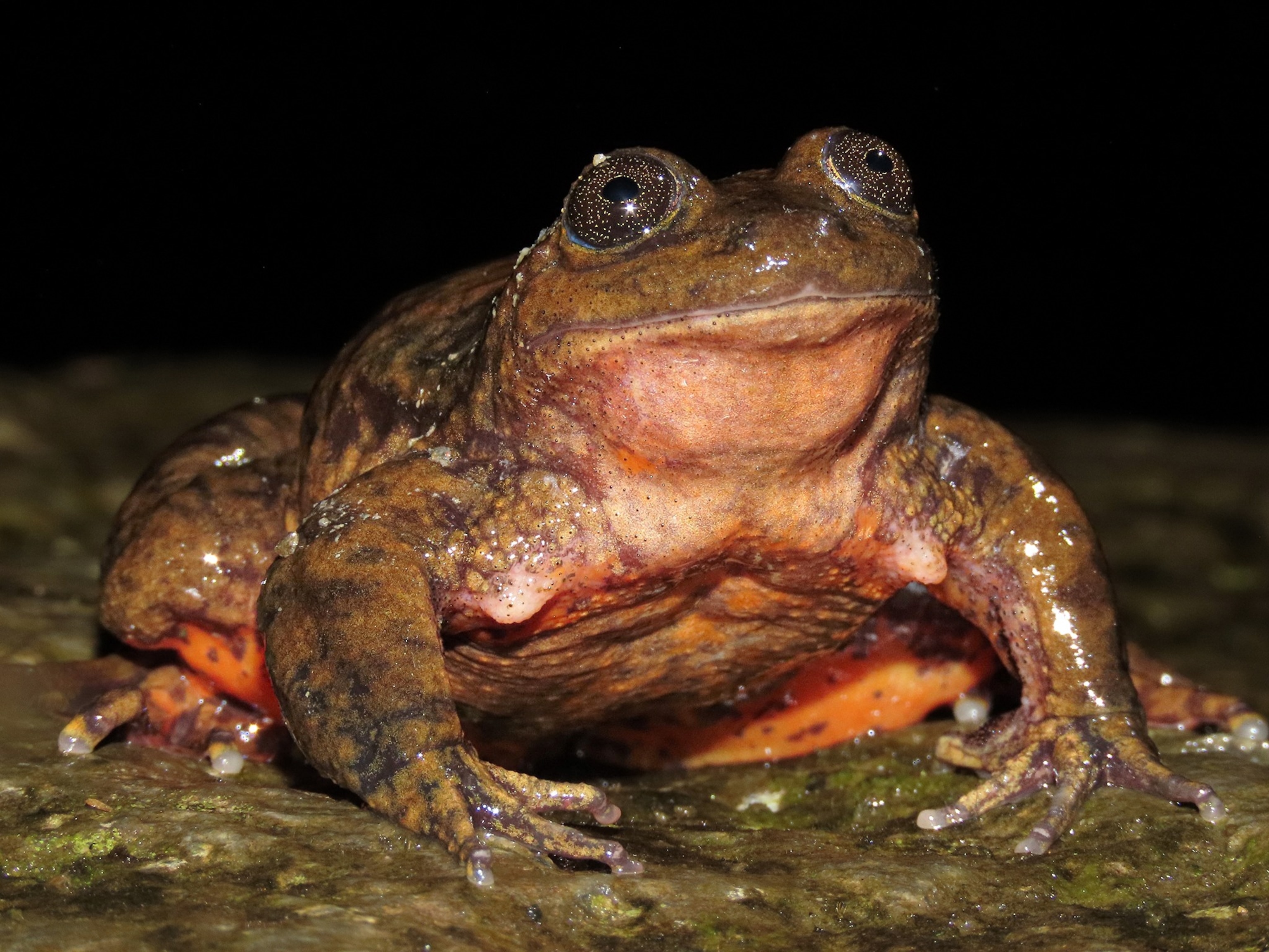 A male Sehuencas water frog (Telmatobius yuracare) photographed on the banks of a stream in Carrasco National Park in Bolivia. =