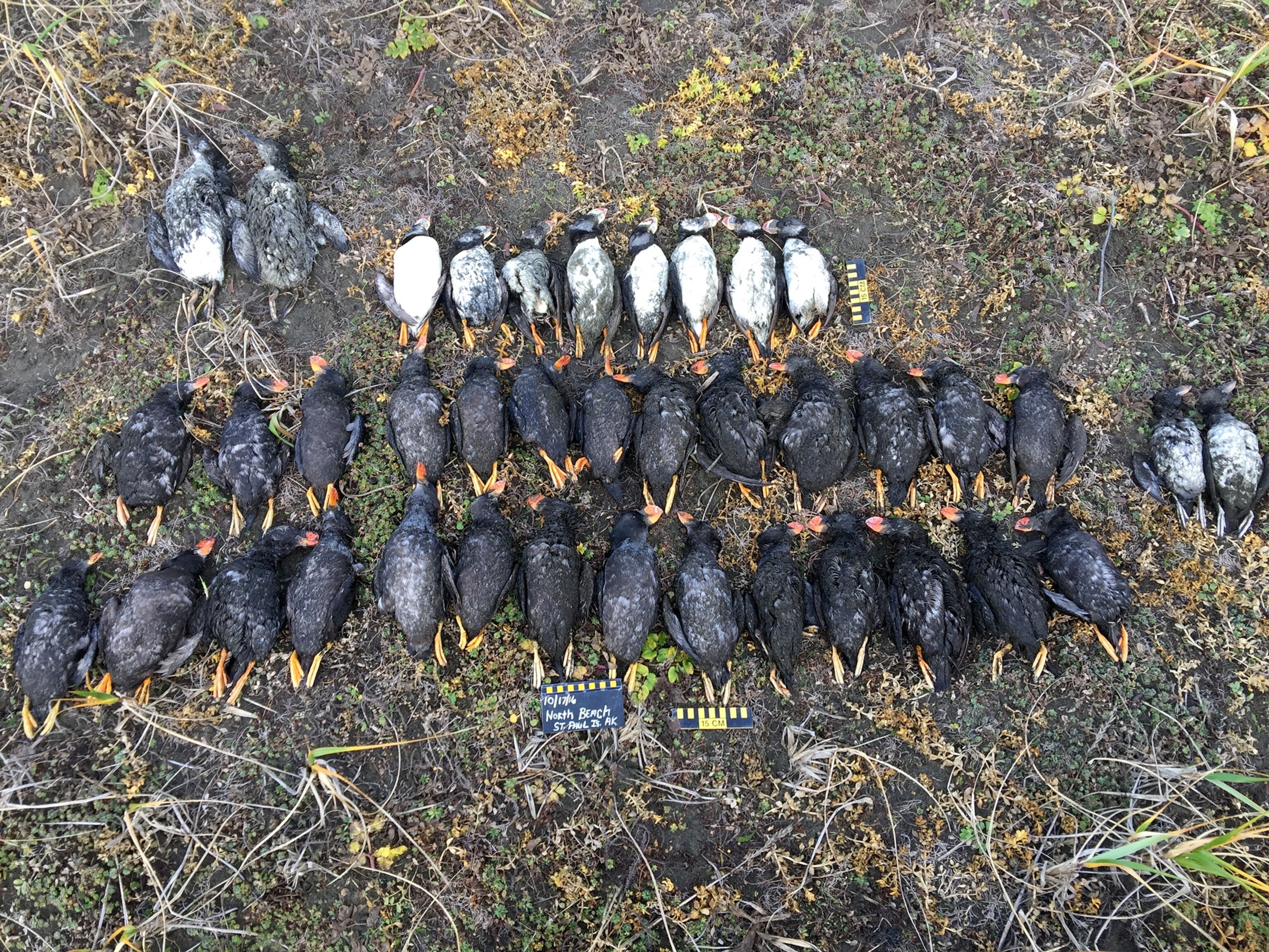 dead seabirds, most of which are tufted puffins