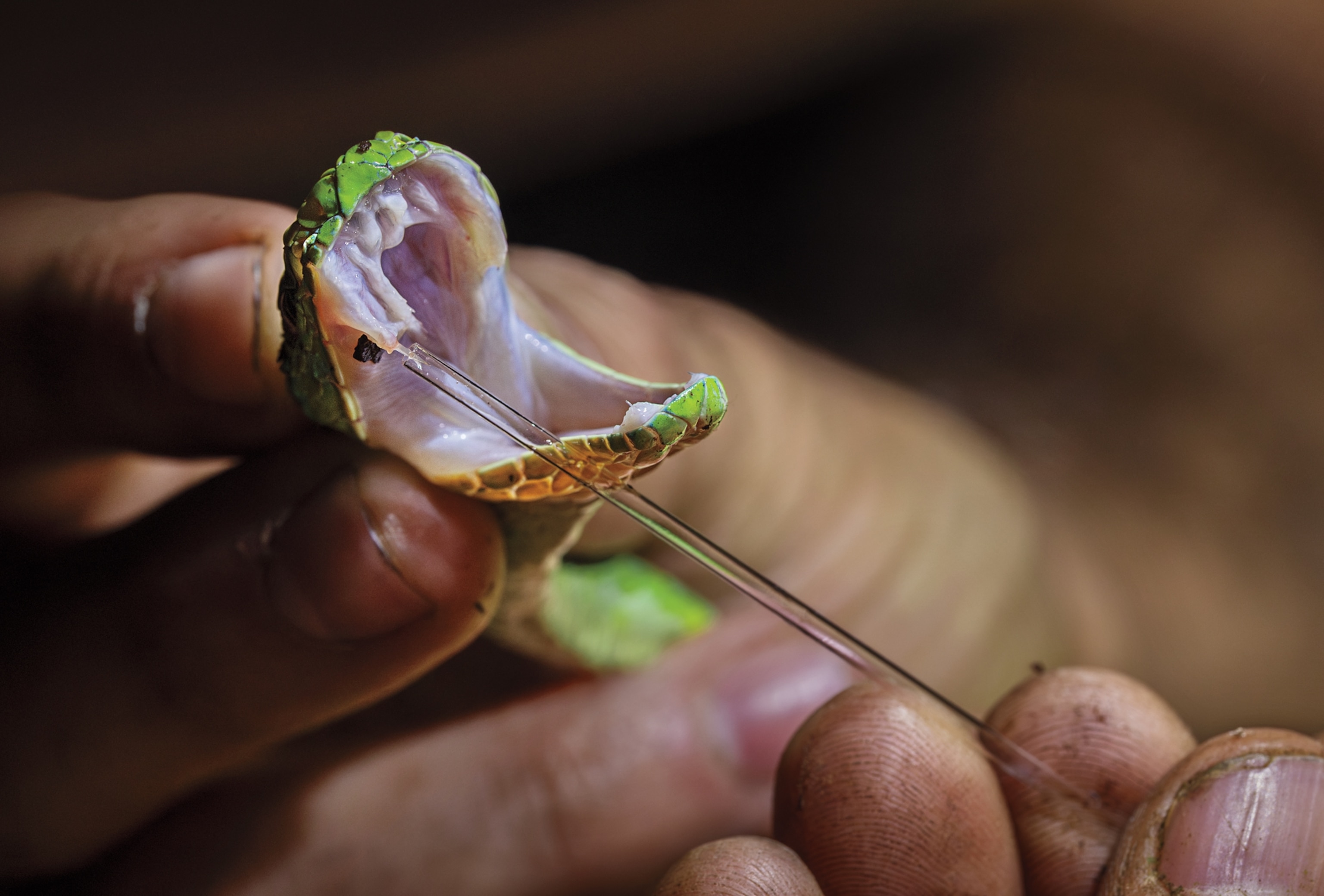 Snake with open mouth in human's hands.