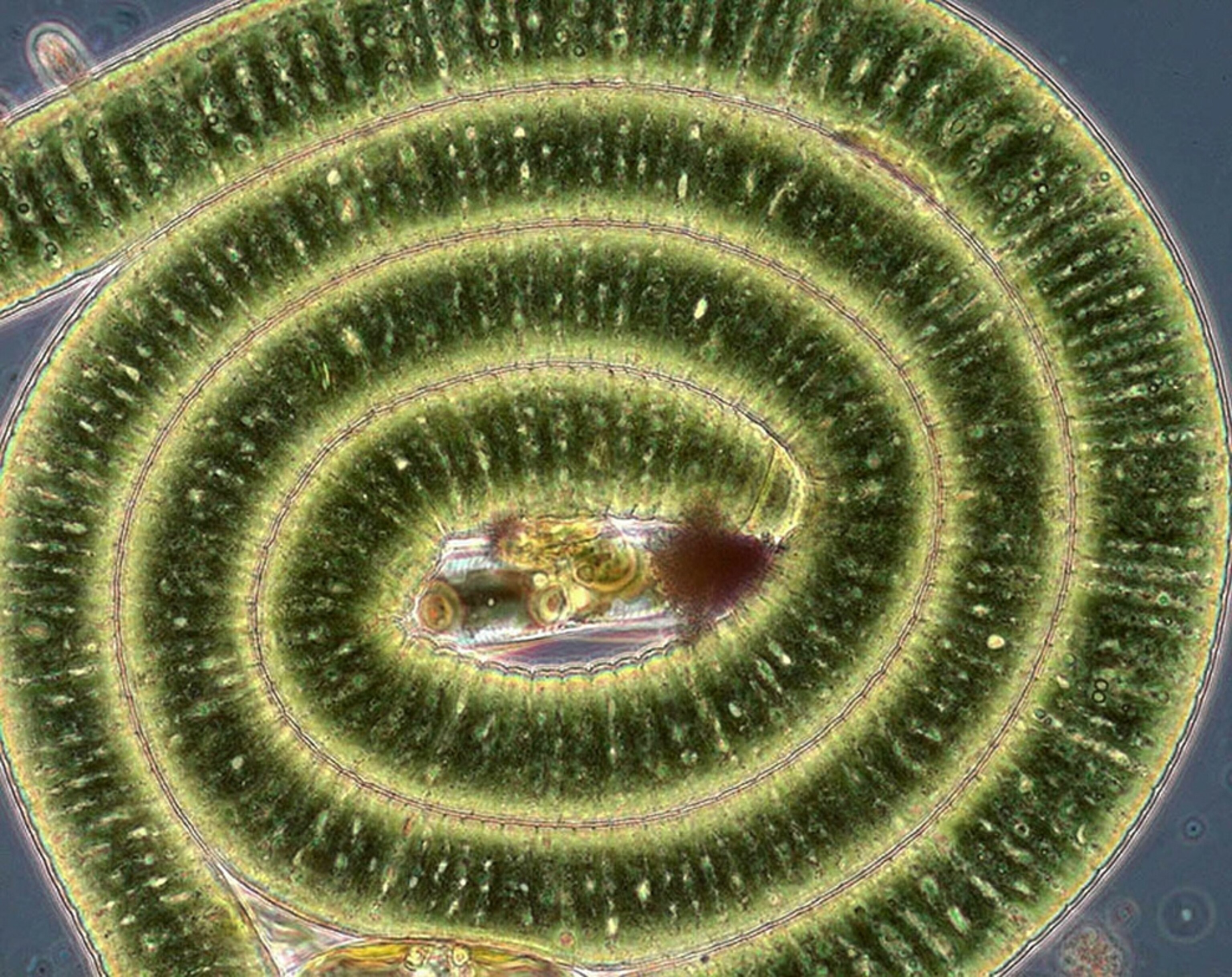 a filament of fused cyanobacterium, inventoried as part the Census of Marine Life's study of hard-to-see sea creatures