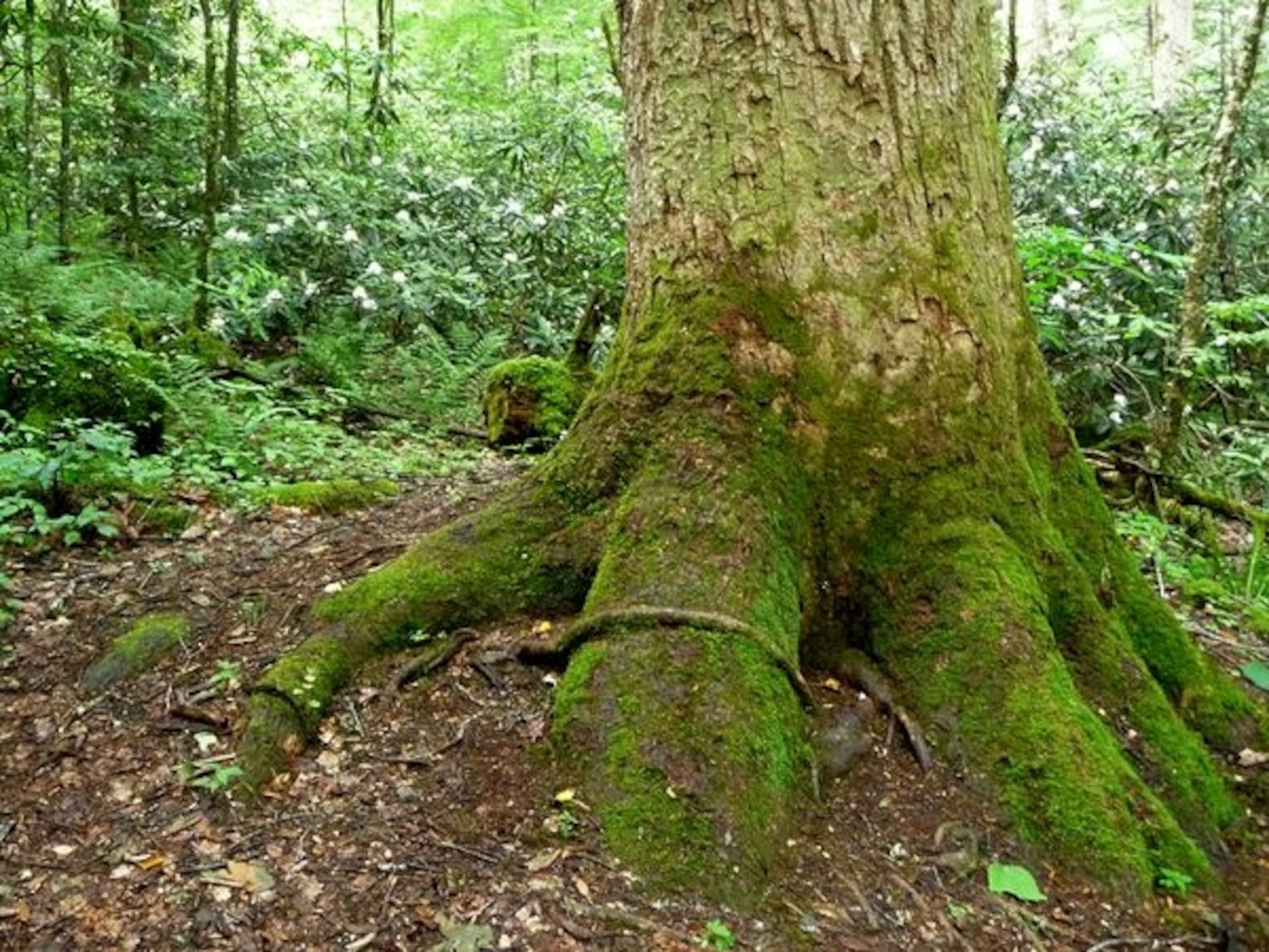 a tree in Cherohala