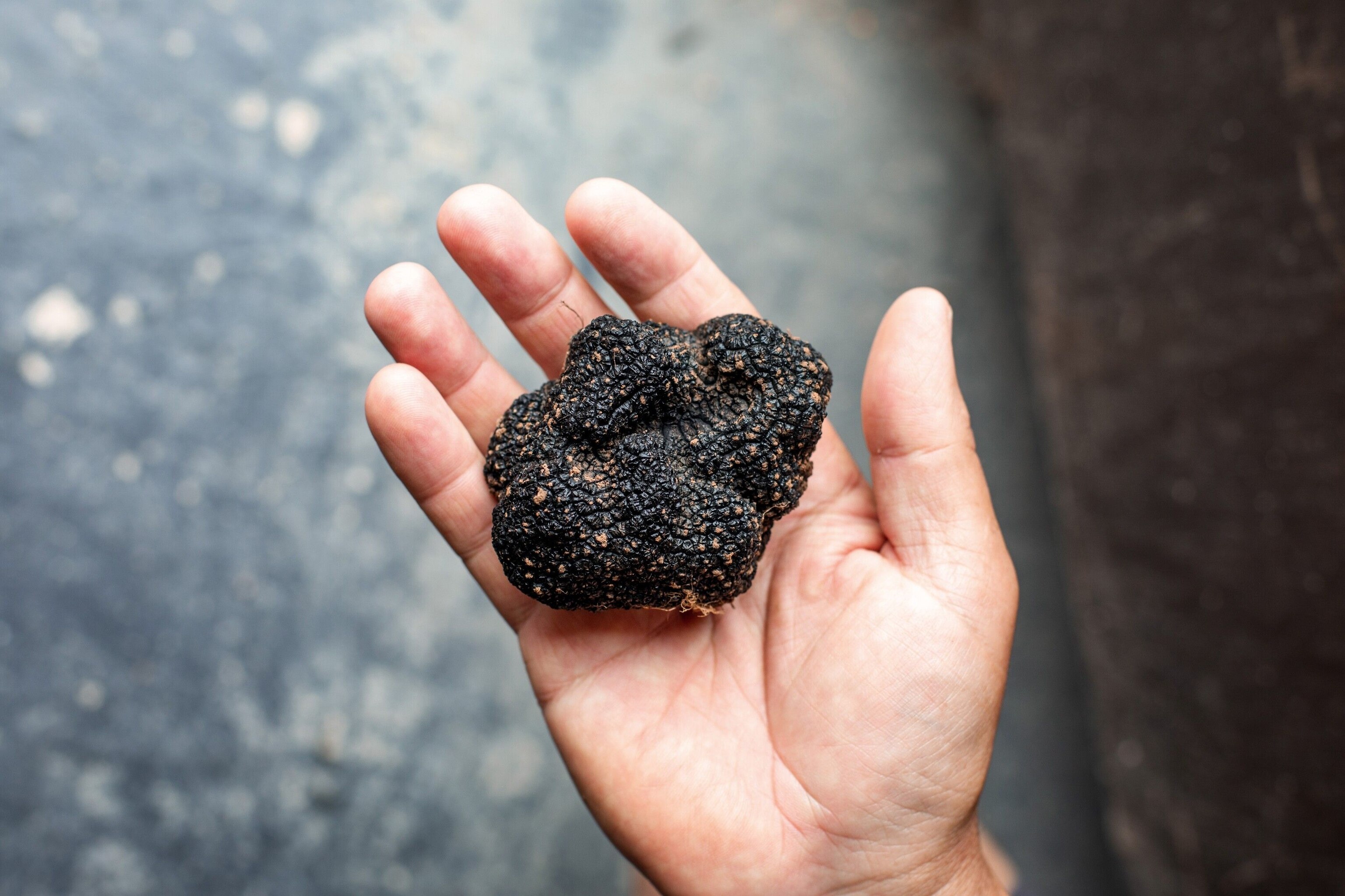 A truffle nugget from the morning forage.
