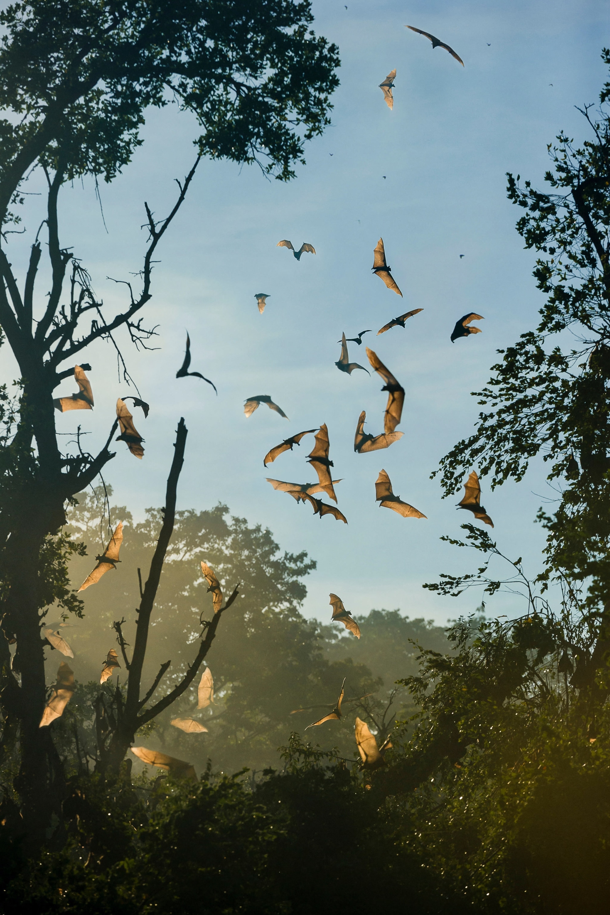 Fruit bats flying through the air