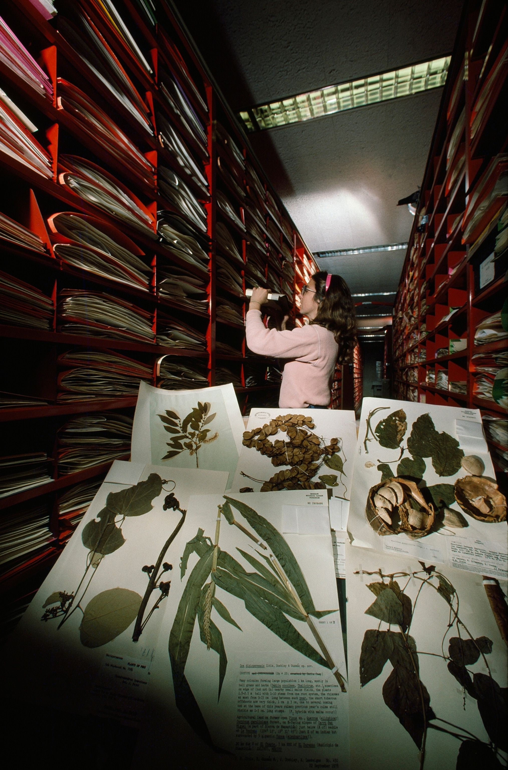 The Missouri Botanical Garden's herbarium holds millions of species.