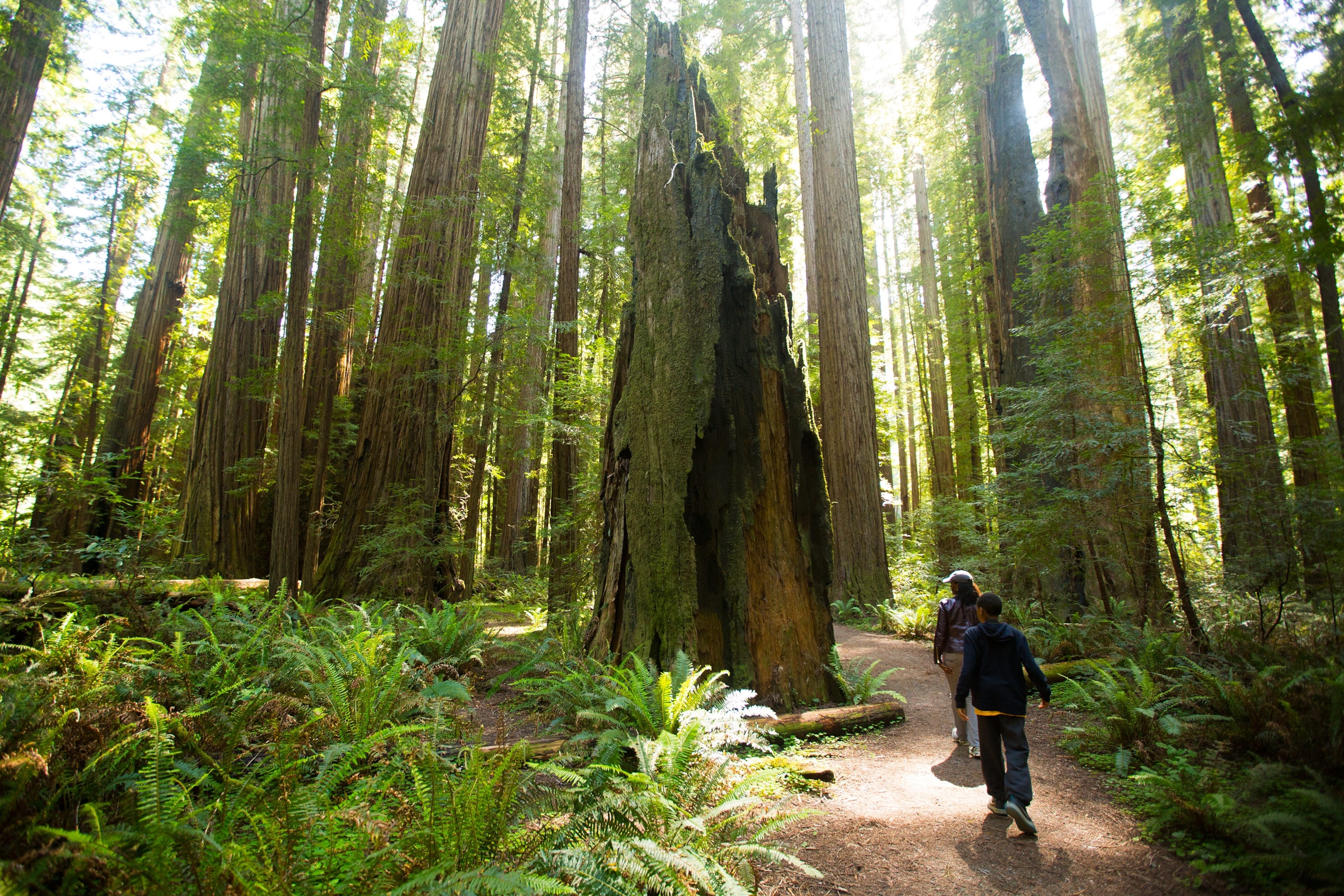 a mother and son in Redwoods State Park, California