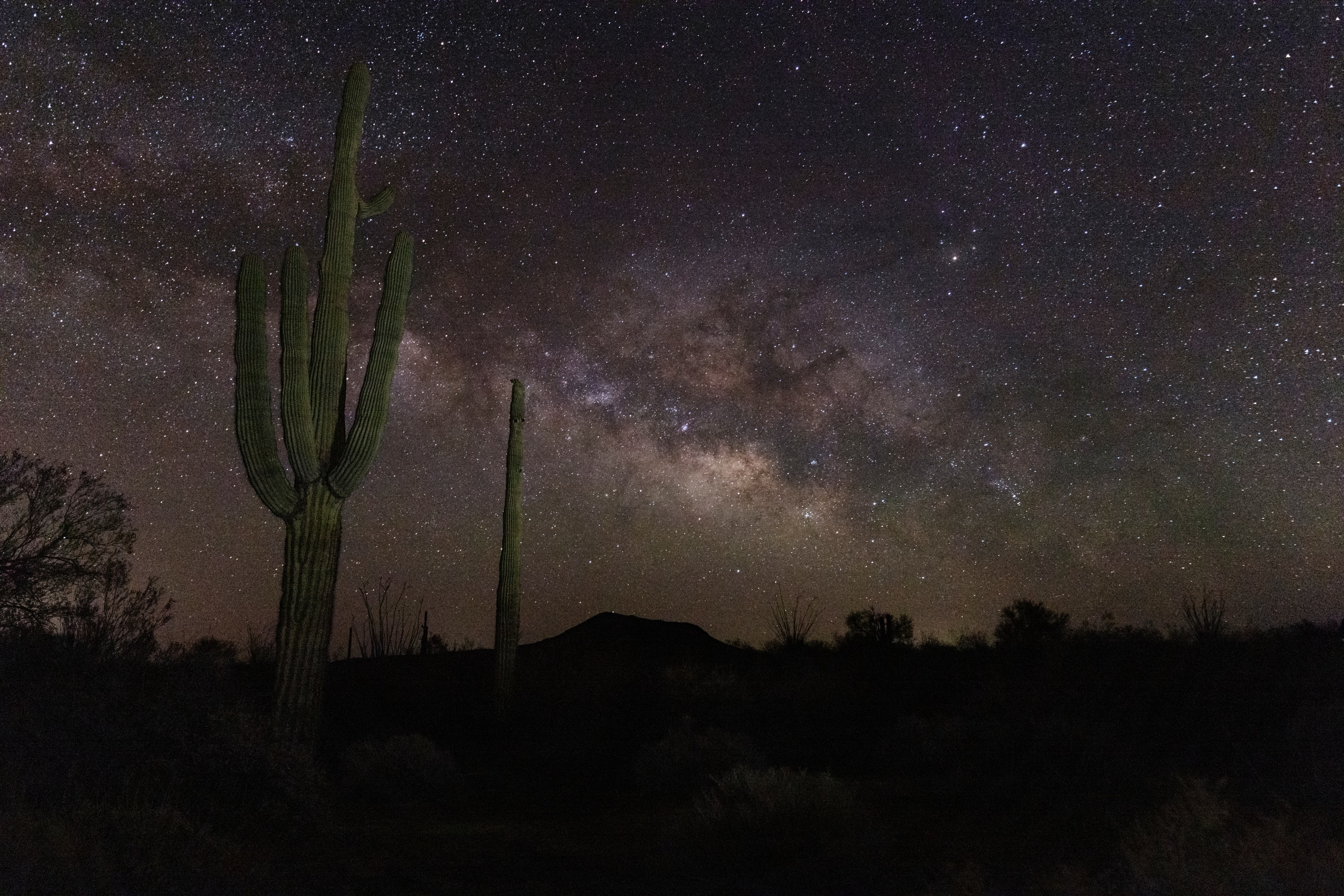 A cactus is illuminated in the foreground at night, with the starry night sky lit up behind it.