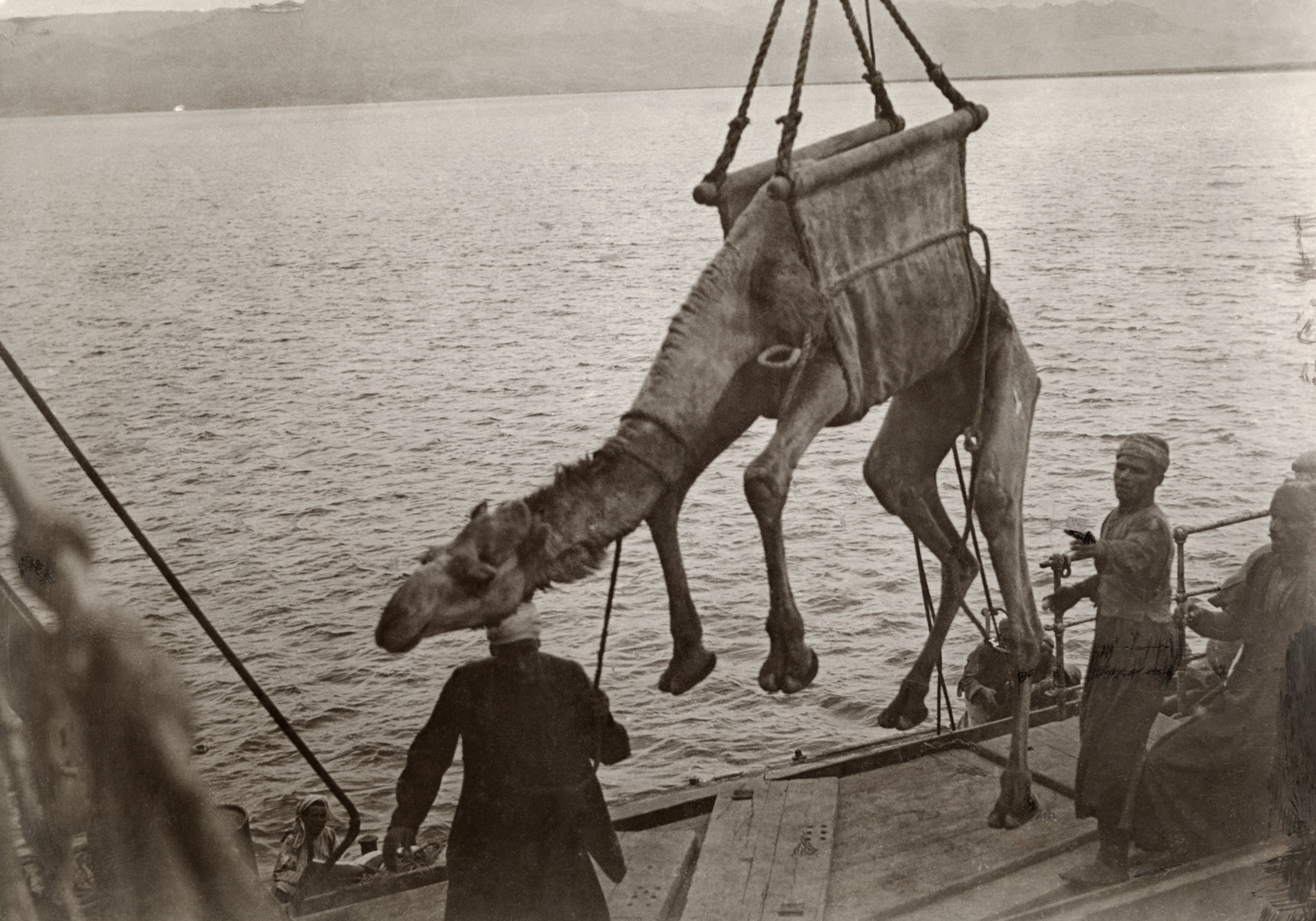 people unloading a camel off a boat in Saudi Arabia