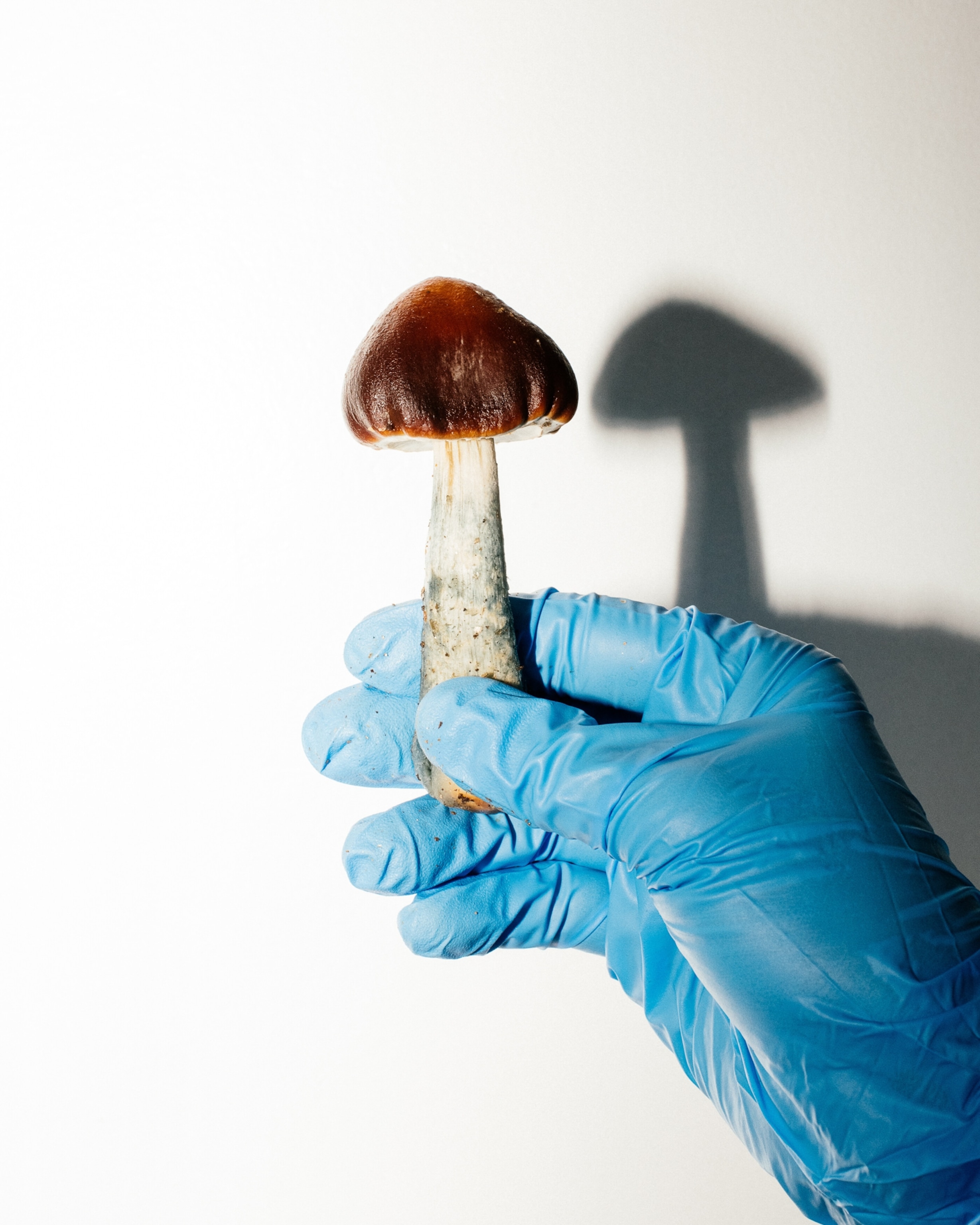 A gloved hand holding up a single mushroom
