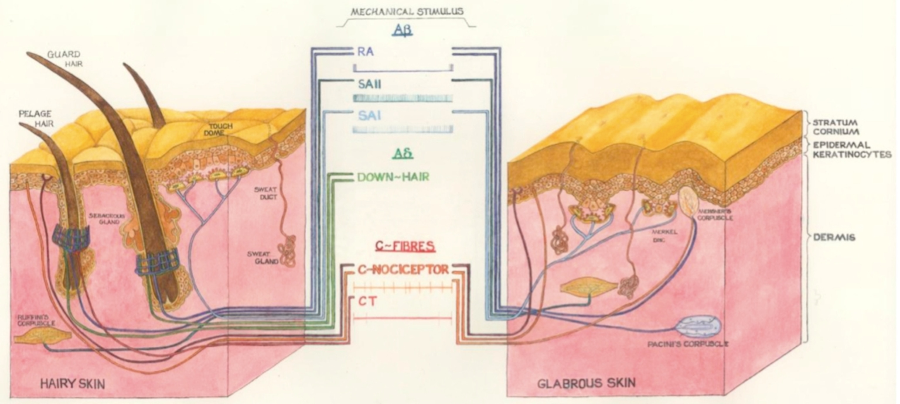 McGlone et al., Neuron 2014