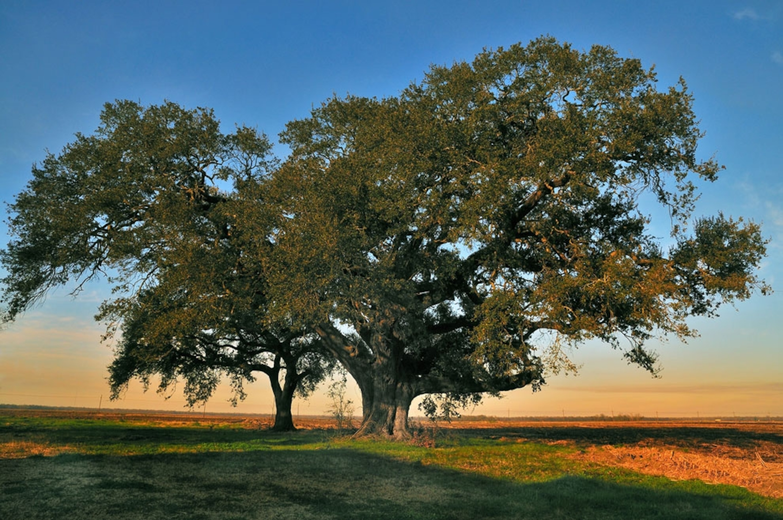 Oak tree near Convent, Louisiana