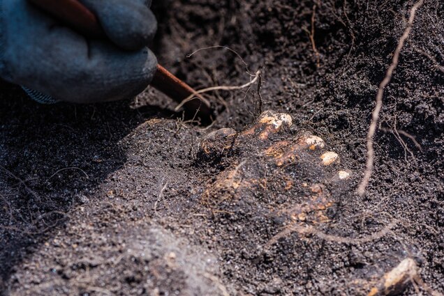 Inside house 40, archaeologists discovered the skeletons of lambs aged between three and six months old. They provide a useful clue to the timing of the attack