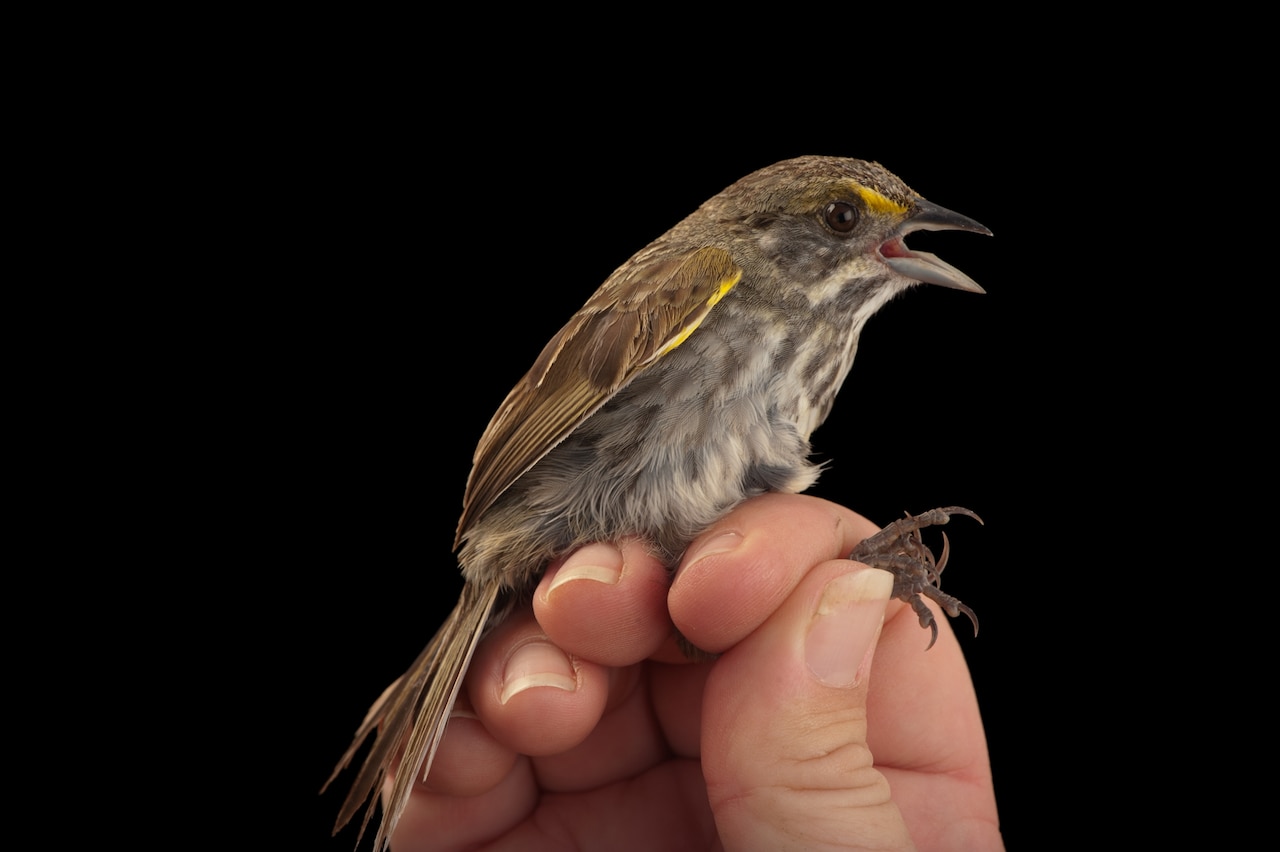 cape-sable-sparrow-photo-ark.jpg?w=1280&h=852