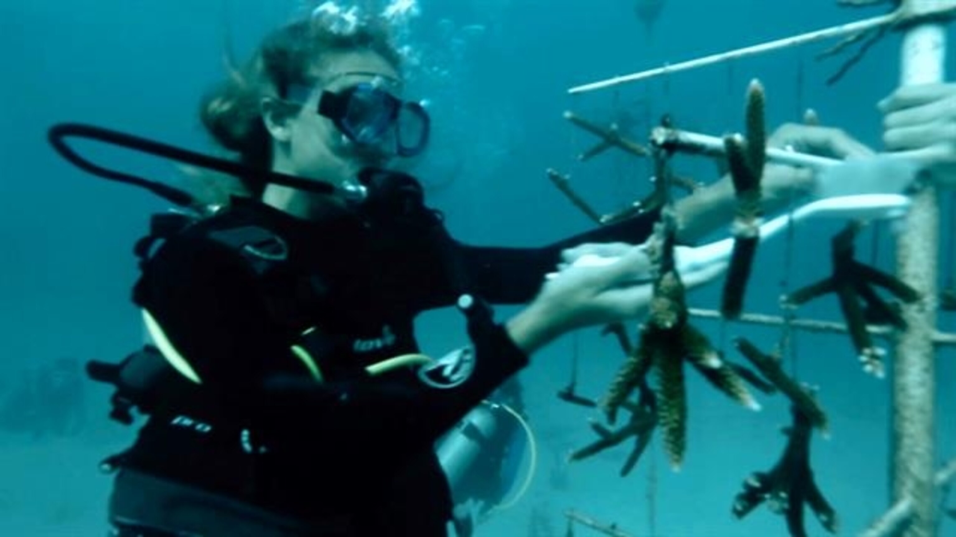as-oceans-heat-up-a-race-to-save-world-s-coral-reefs