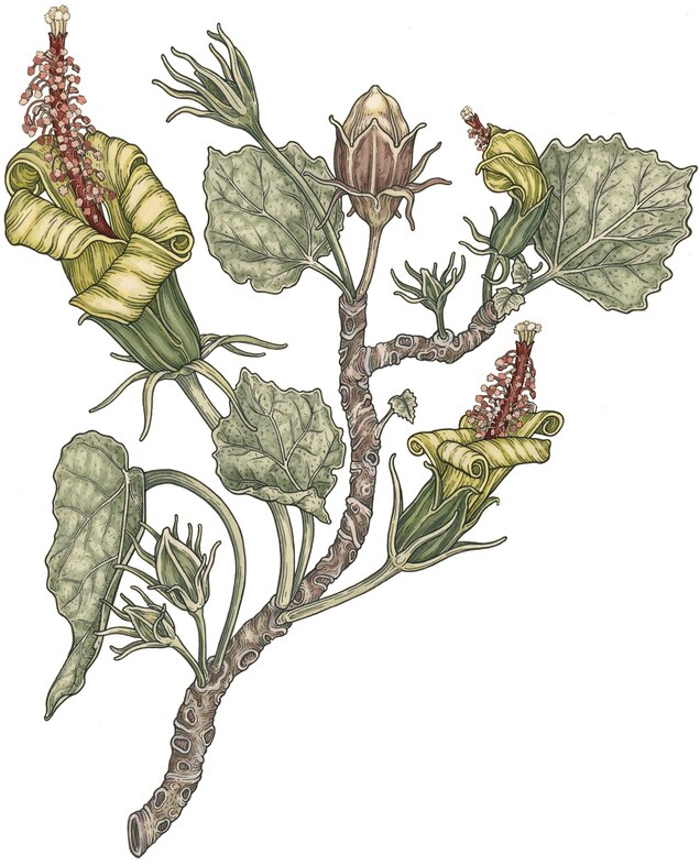 extinct-smells-hibiscadelphus-full-plant