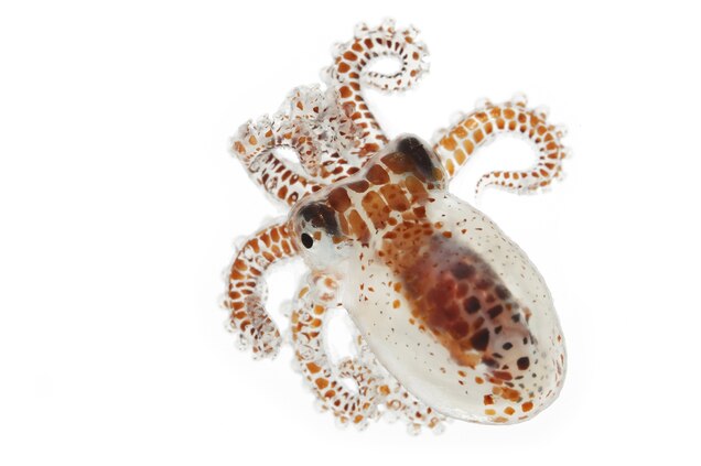 Mimic Octopus Facts Mimic Octopus Facts