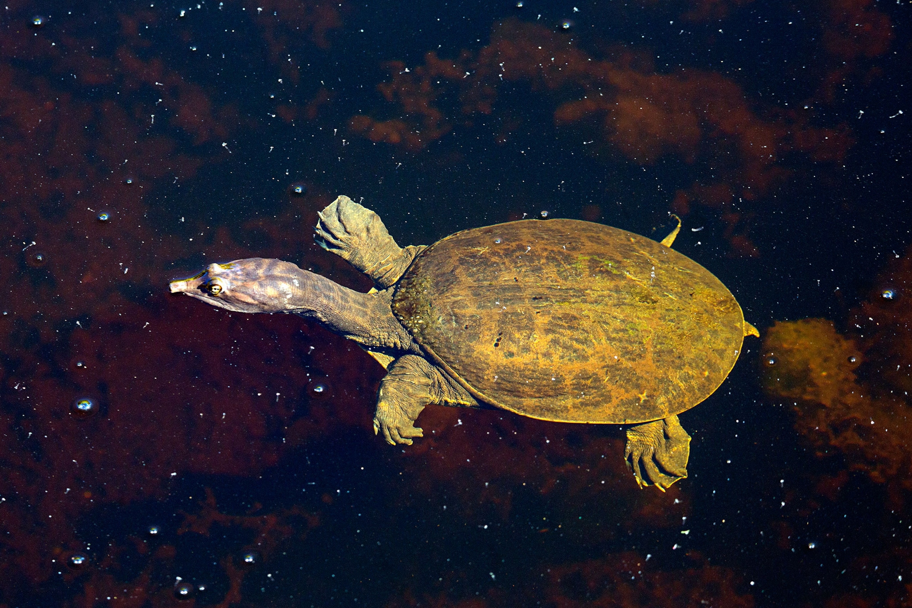 Florida softshell turtle