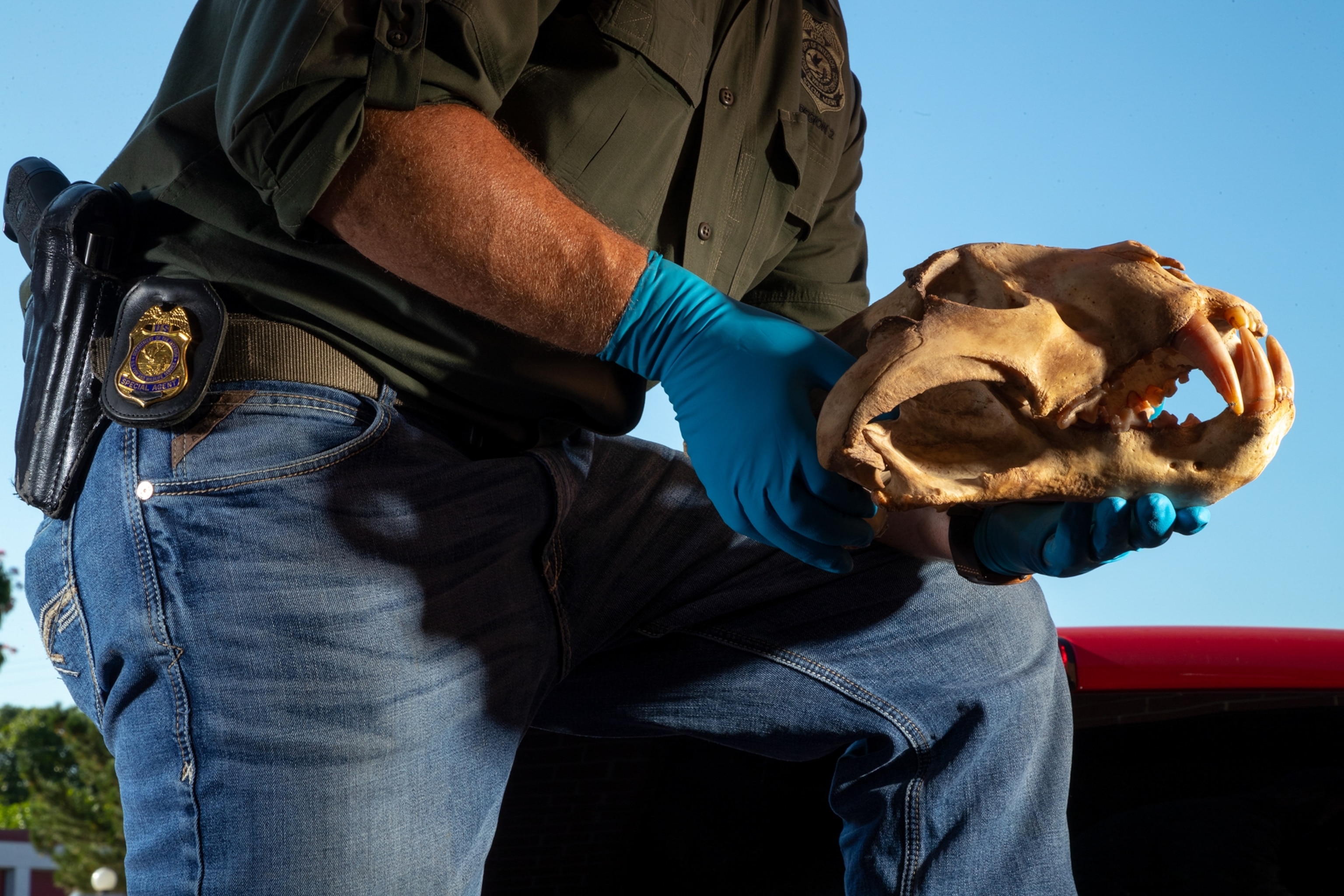 an agent holding a tiger skull