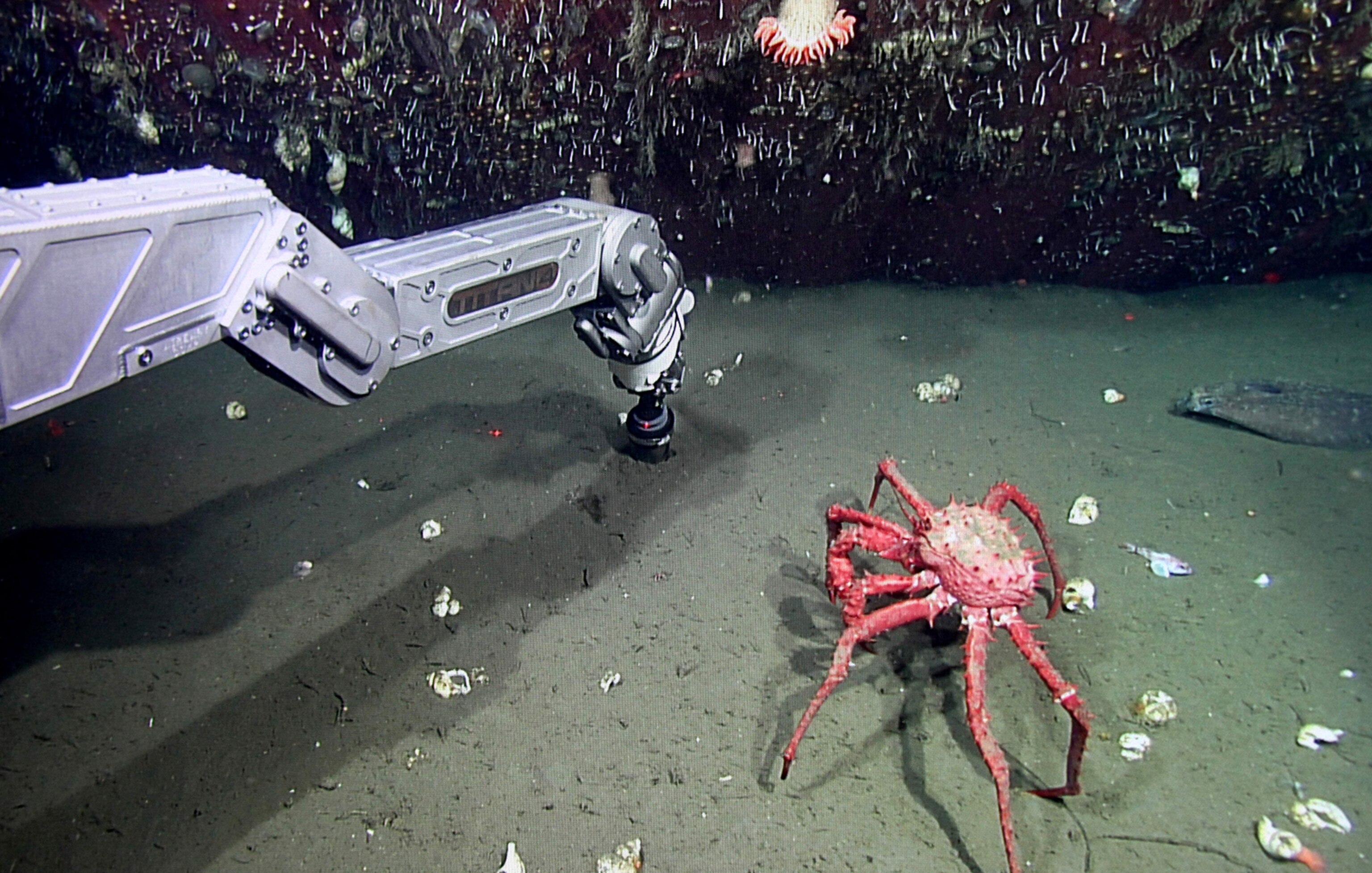 a remotely operated vehicle collecting samples