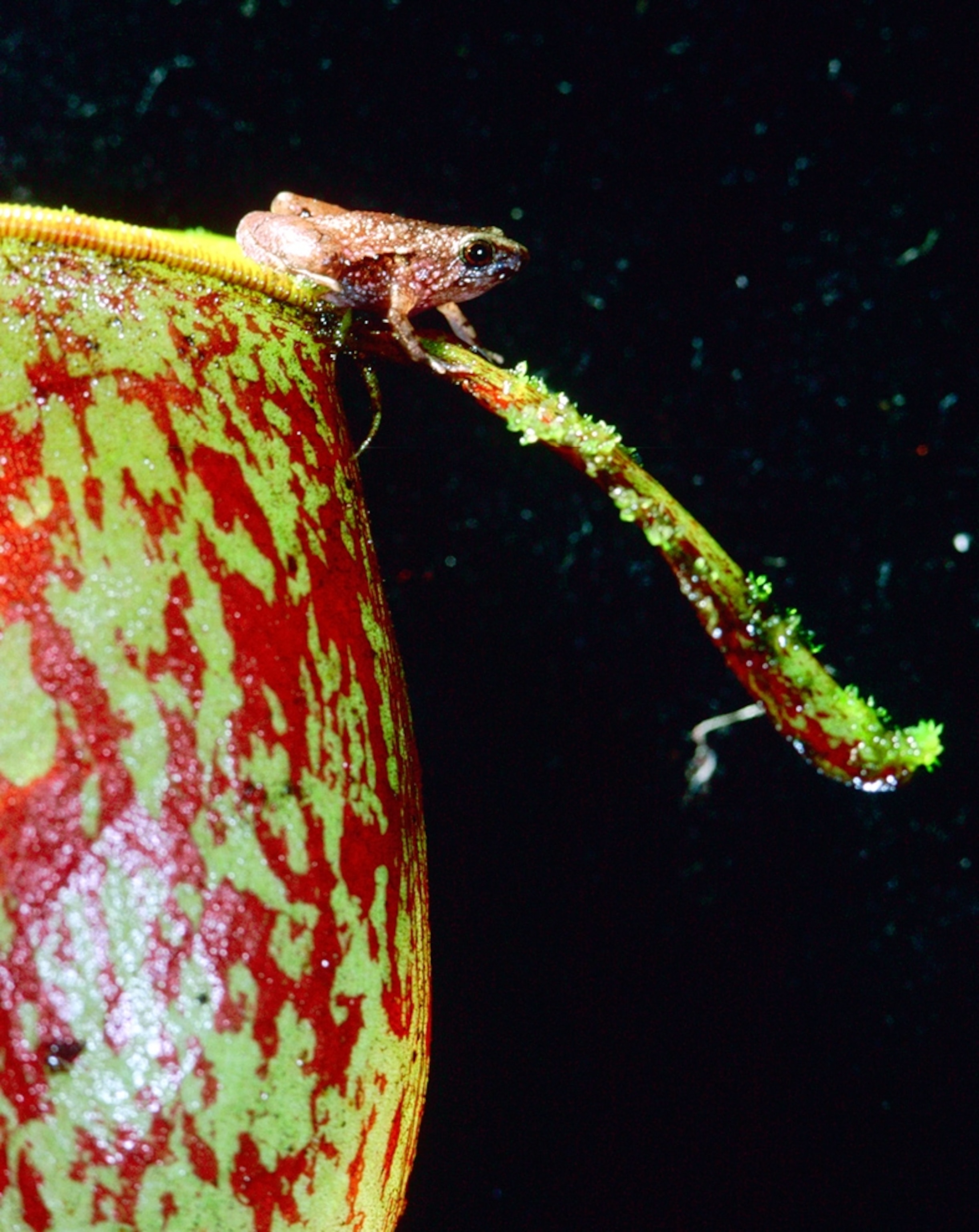 Microhyla nepenthicola -- a new species of pea-size frog -- on a Bornean pitcher plant.