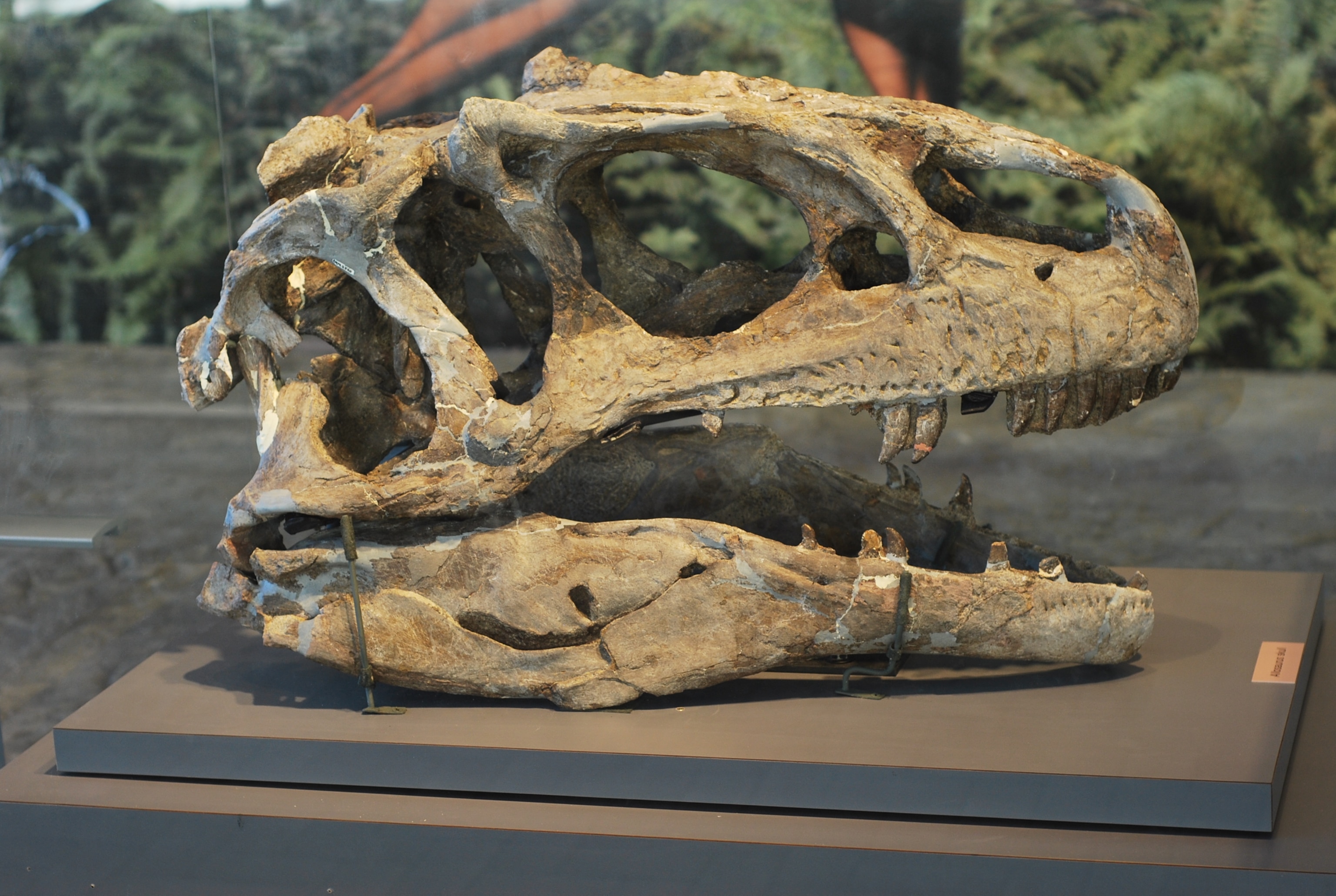 Although dominated by herbivores, there are carnivores in the Dinosaur National Monument quarry too - here is a skull of Allosaurus in the new quarry museum. Photo by Brian Switek.