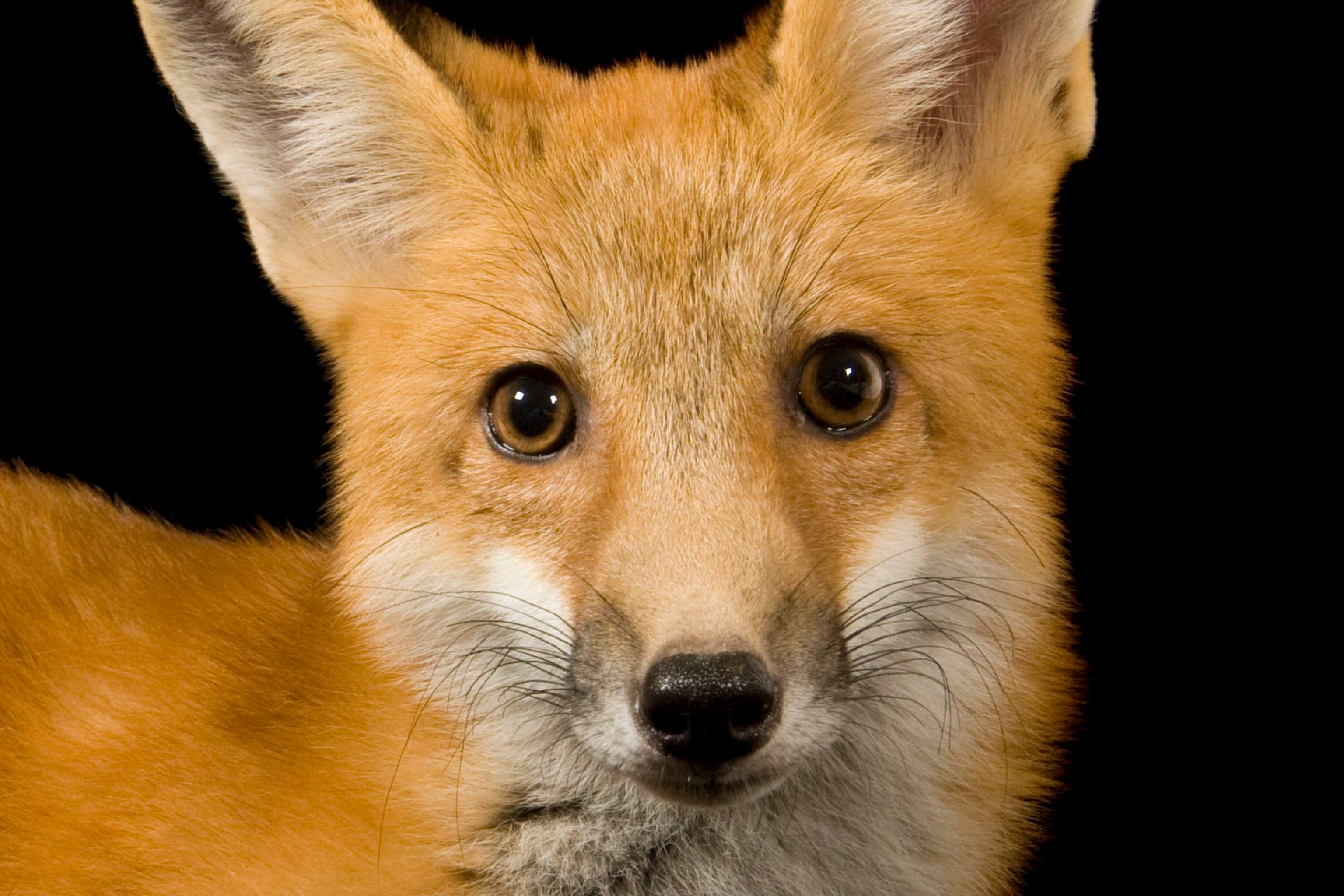 Get Up Close and Personal with the Gorgeous Alena German Redfox