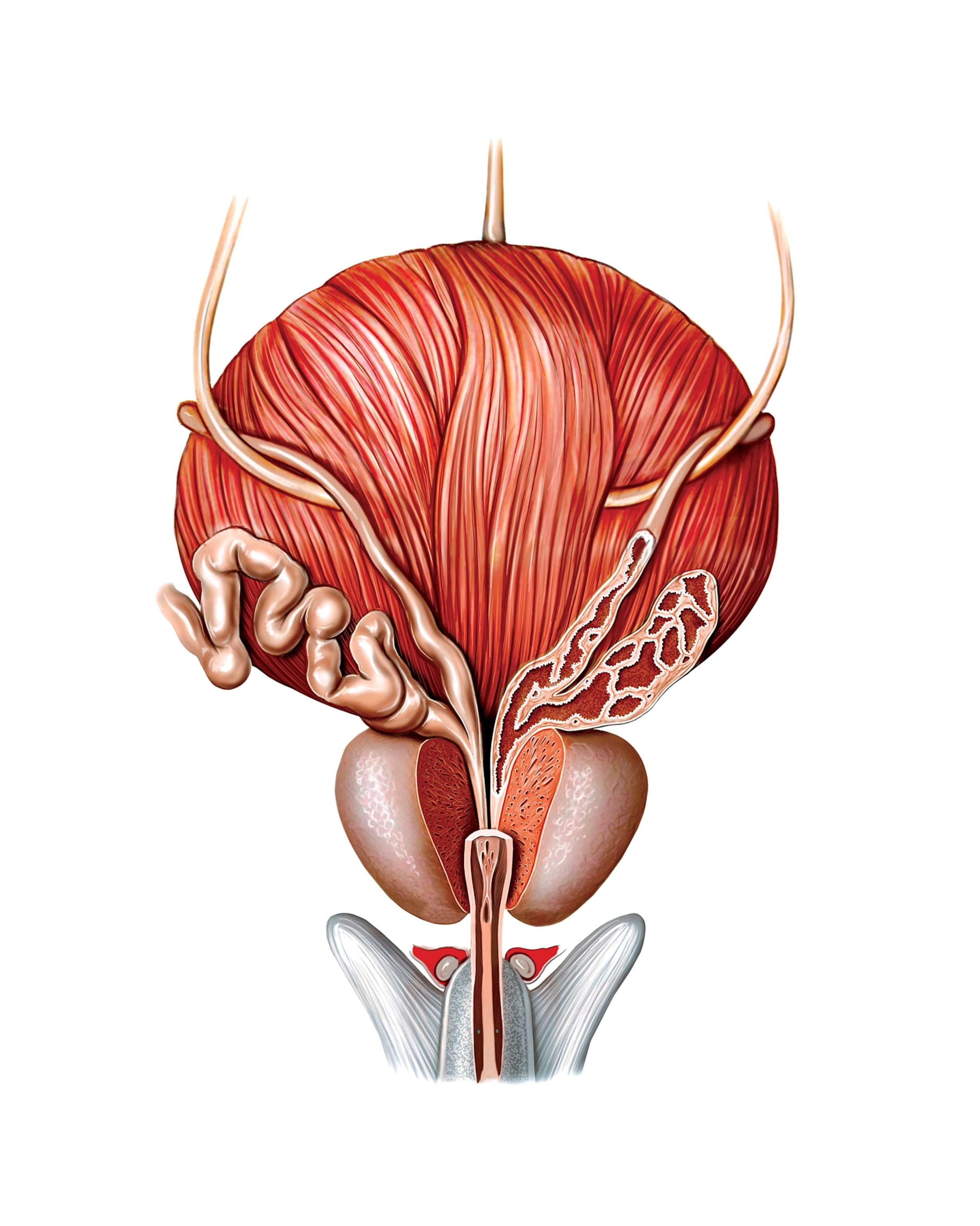 Detailed anatomy illustration of the male genitourinary region, showing the bladder, prostate, and urethra.