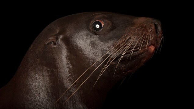 Steller Sea Lion National Geographic
