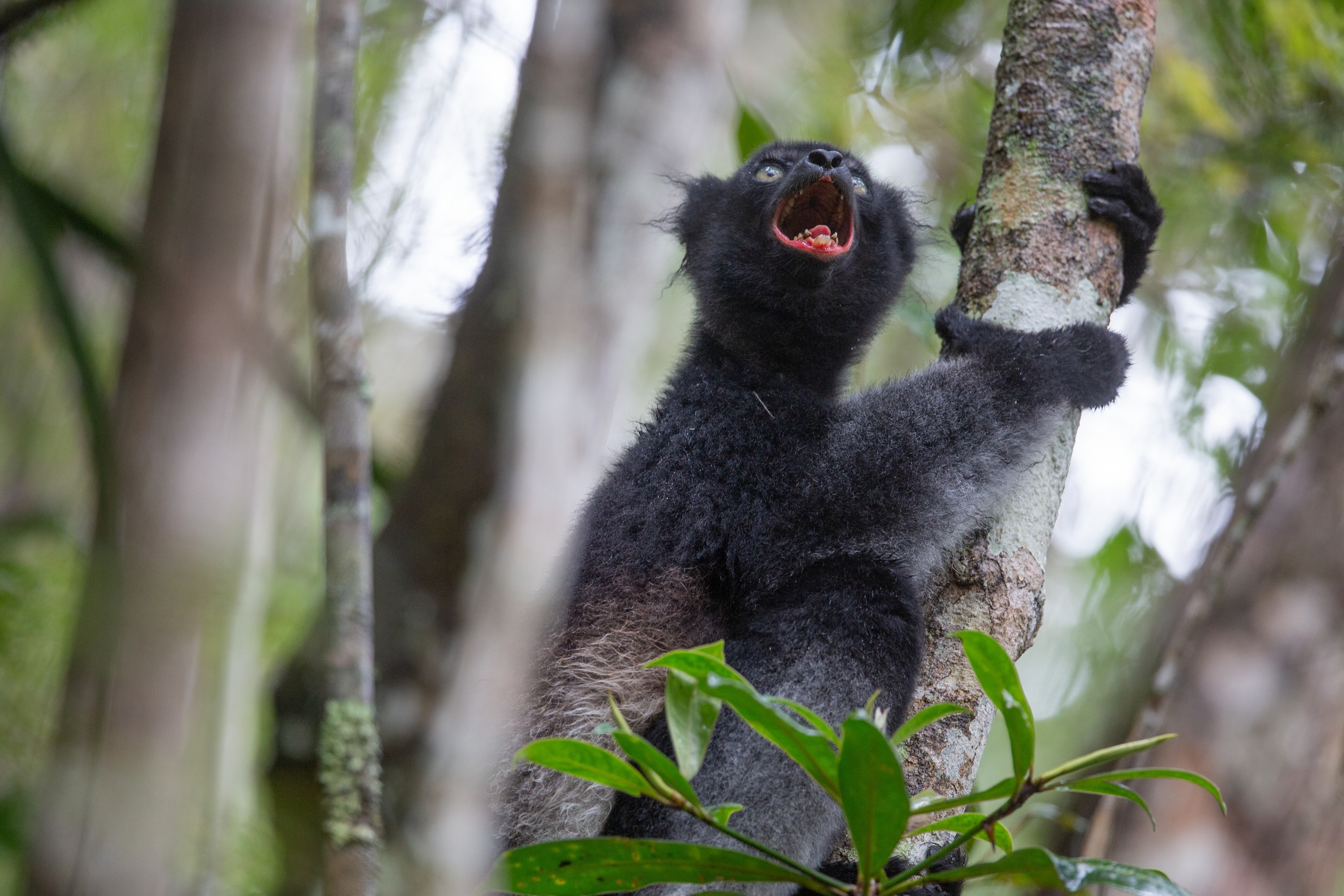 Indri (Indri indri) male, sitting in tree singing, Maromizaha forest, Madagascar. Critically Endangered.