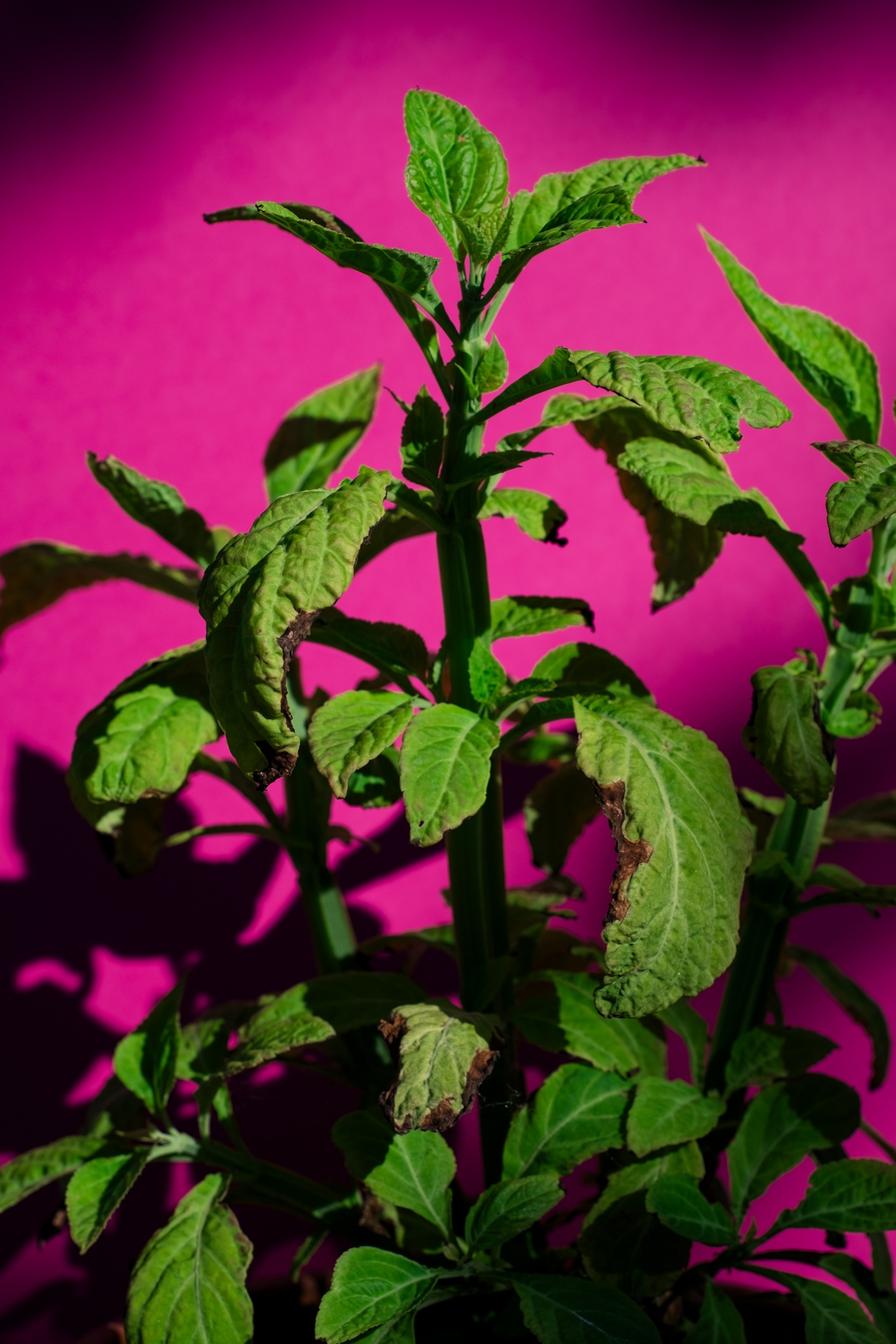 Green plant salvia divinorum, photographed here against a pink backdrop.