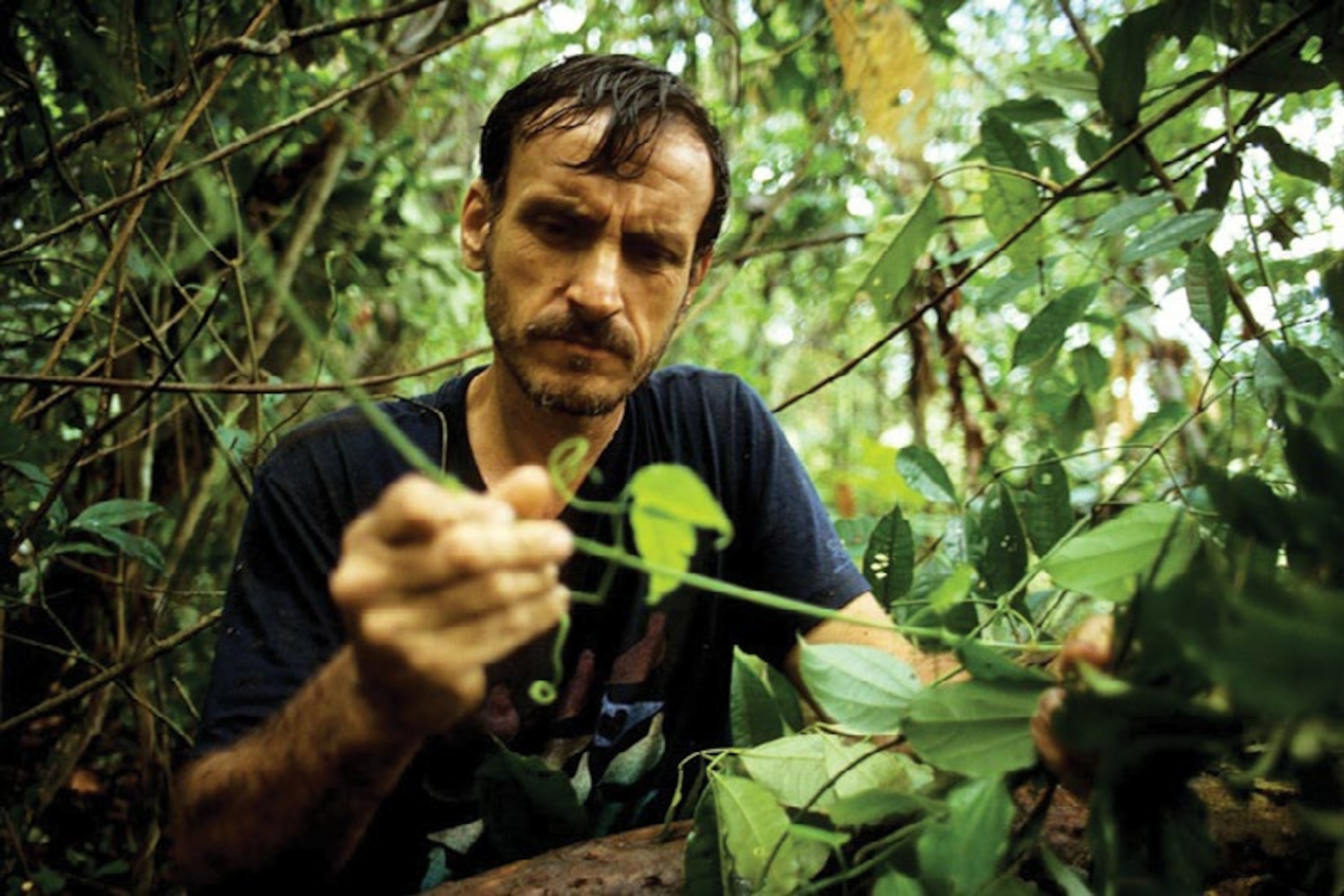 A man examining the leaves of a vine in a lush tropical forest