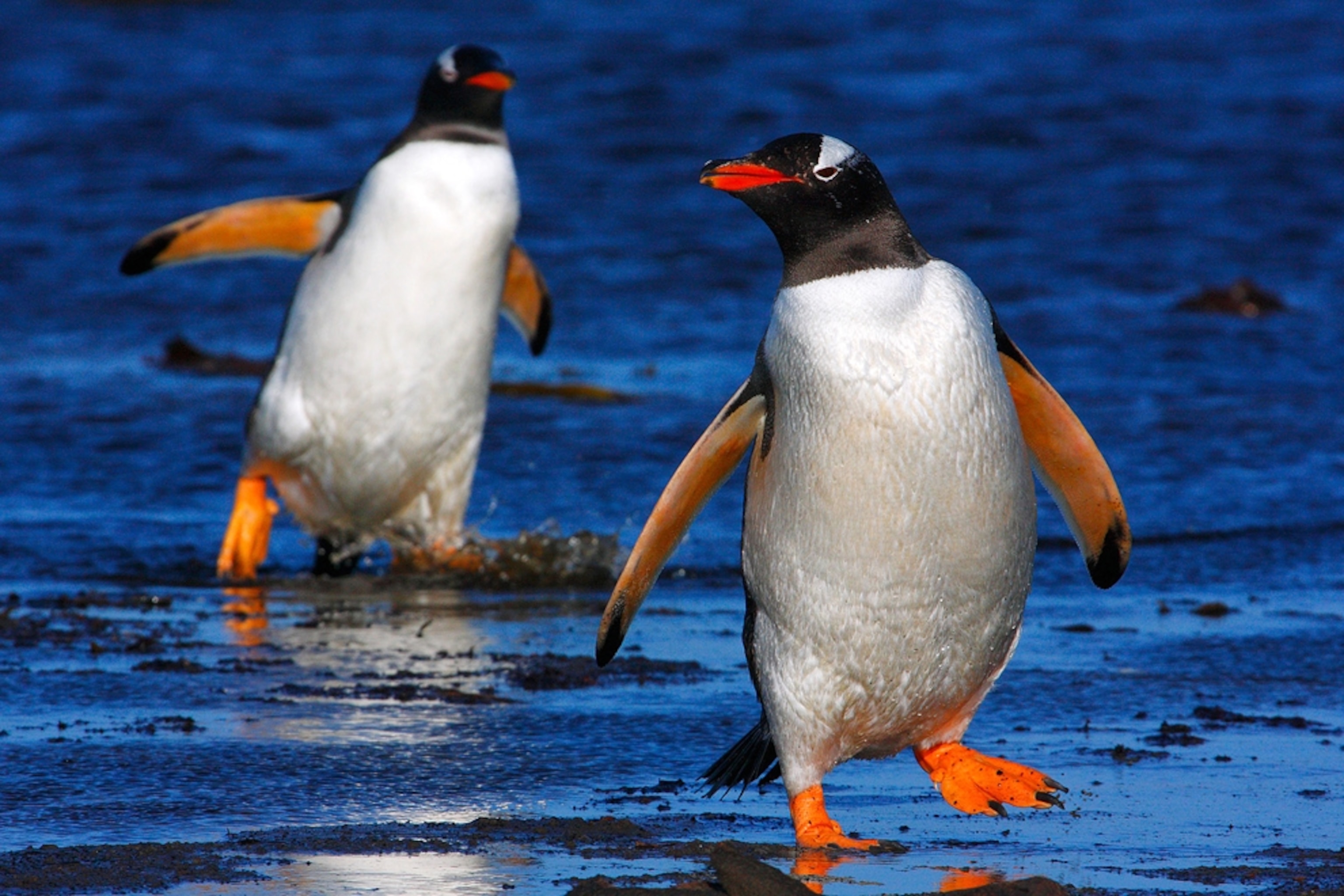 Gentoo penguin picture - pair of gentoo penguins in Falklands