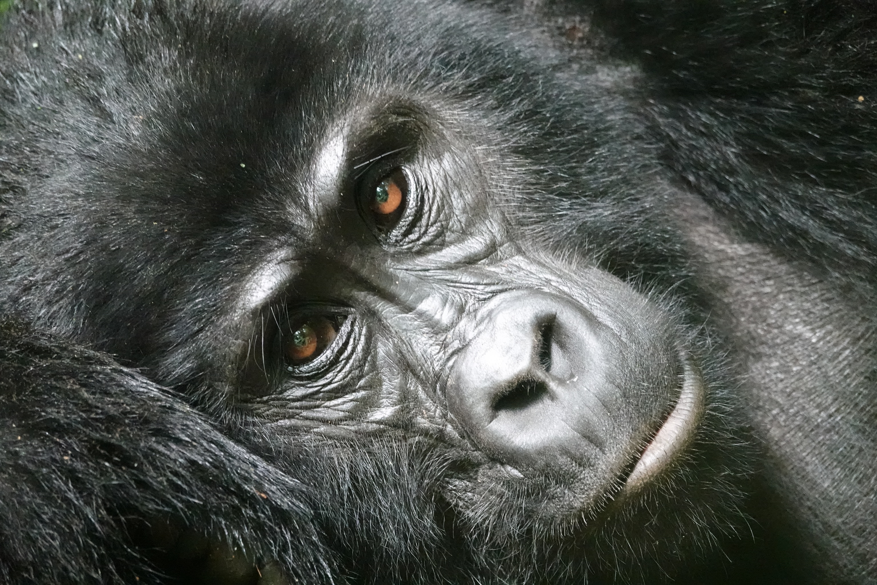 A silverback gorilla.