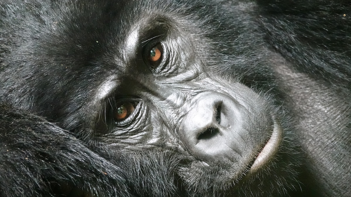 Track gorillas in Uganda with the people who protect them