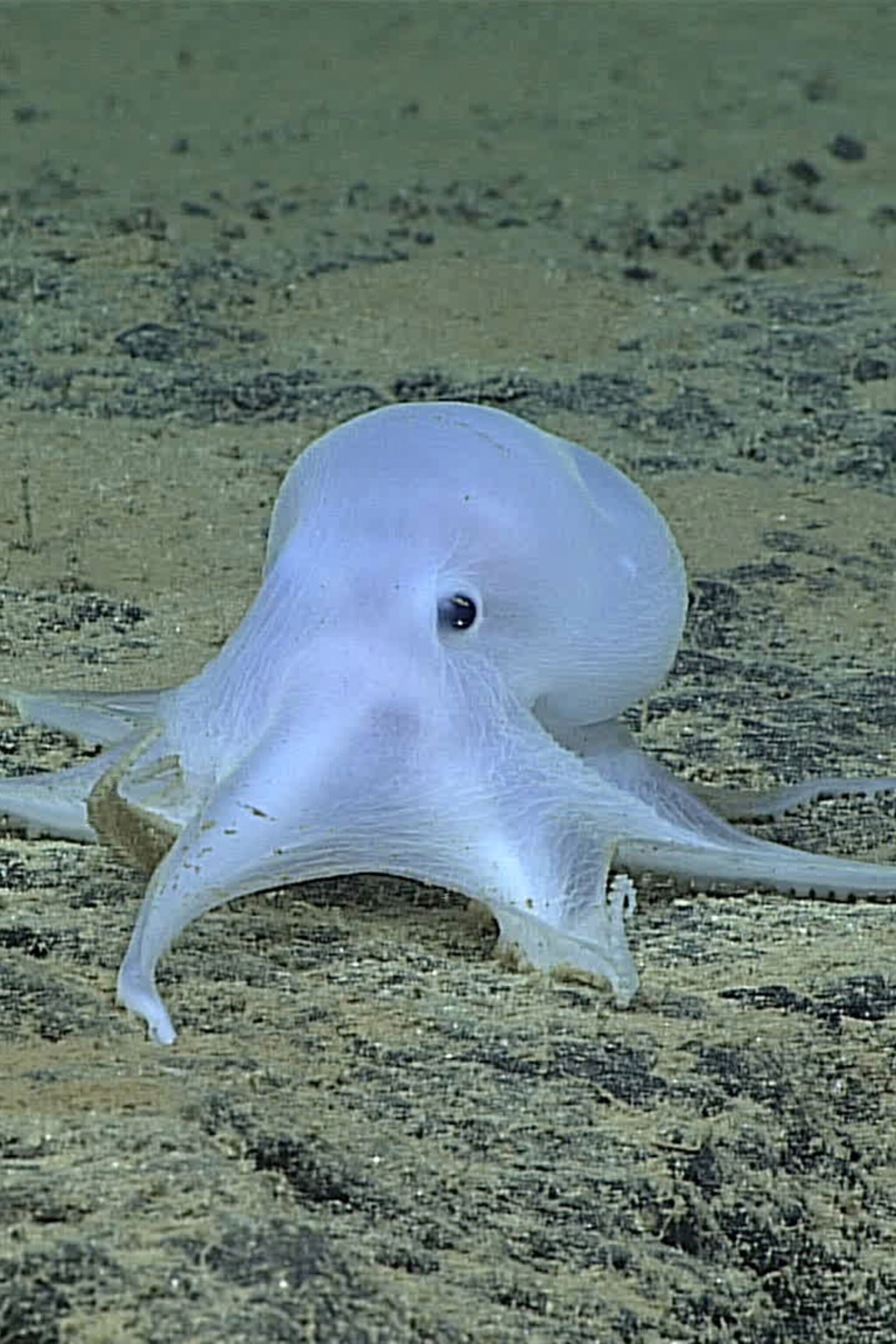 Watch an Amazing 'Ghost Octopus' Discovered in the Deep Sea