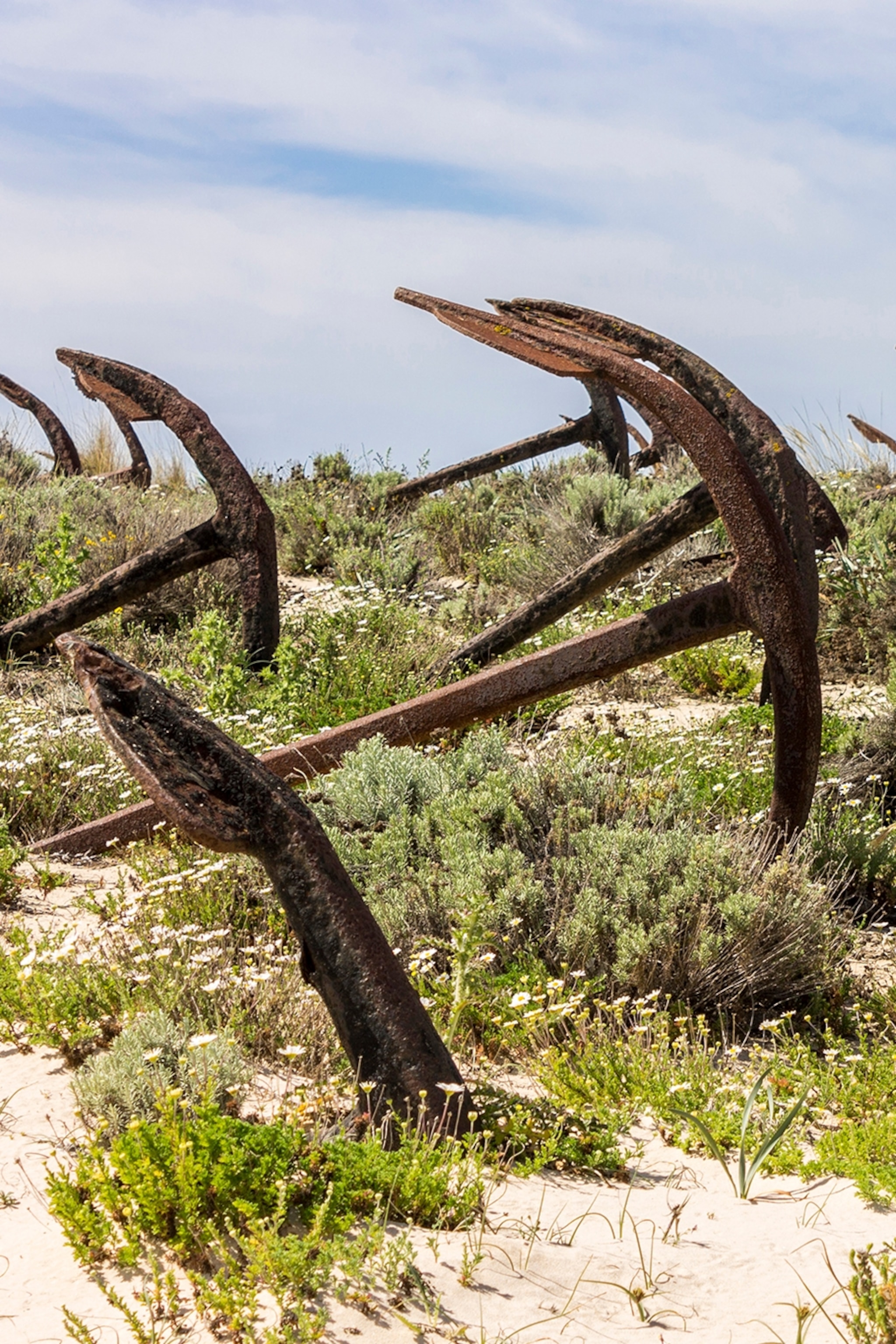 Various rusty anchors on a windy beach with patches of grass and a clear horizon.