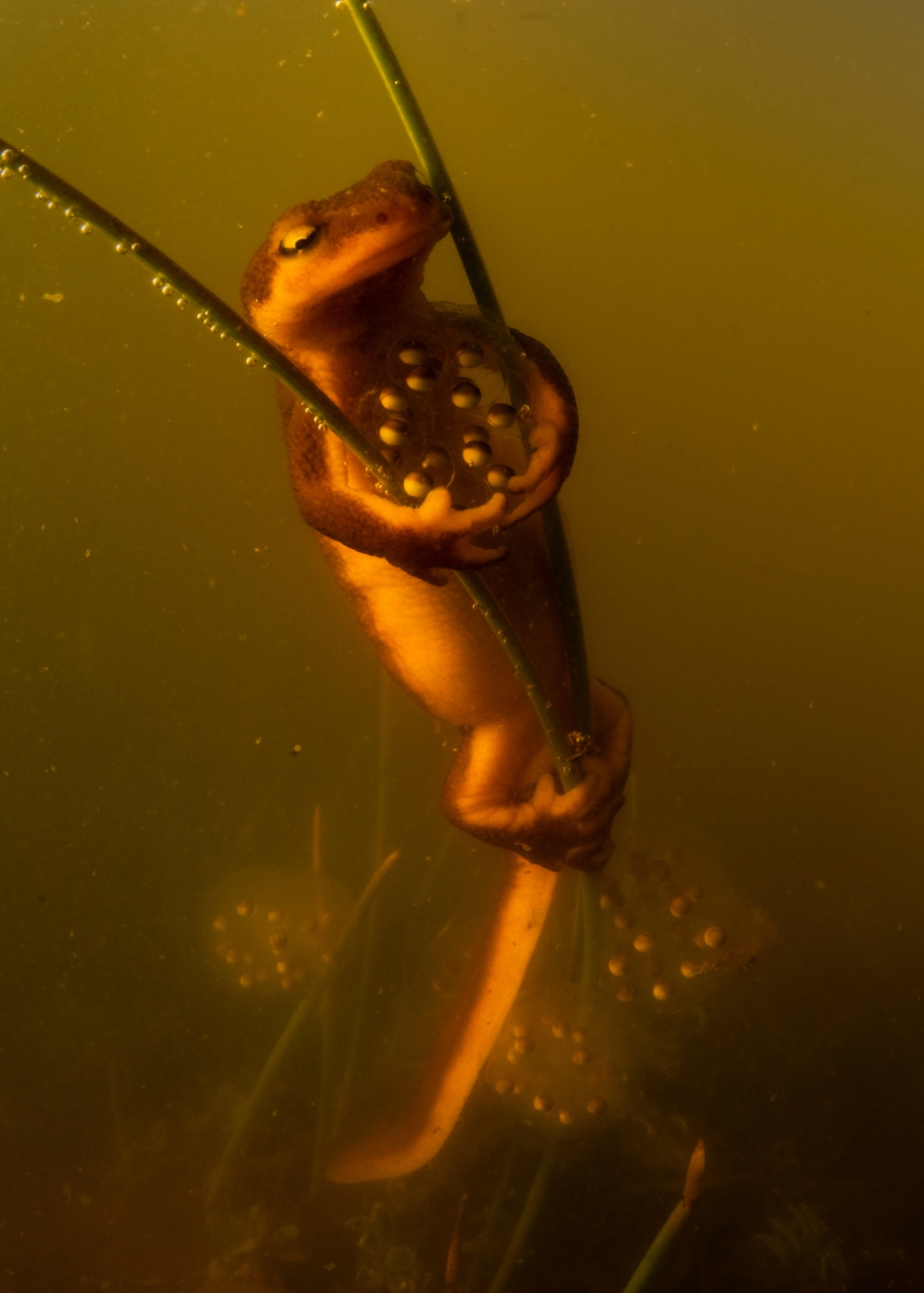 A salamander holds onto eggs close to its chest and clings onto blades of grass under water