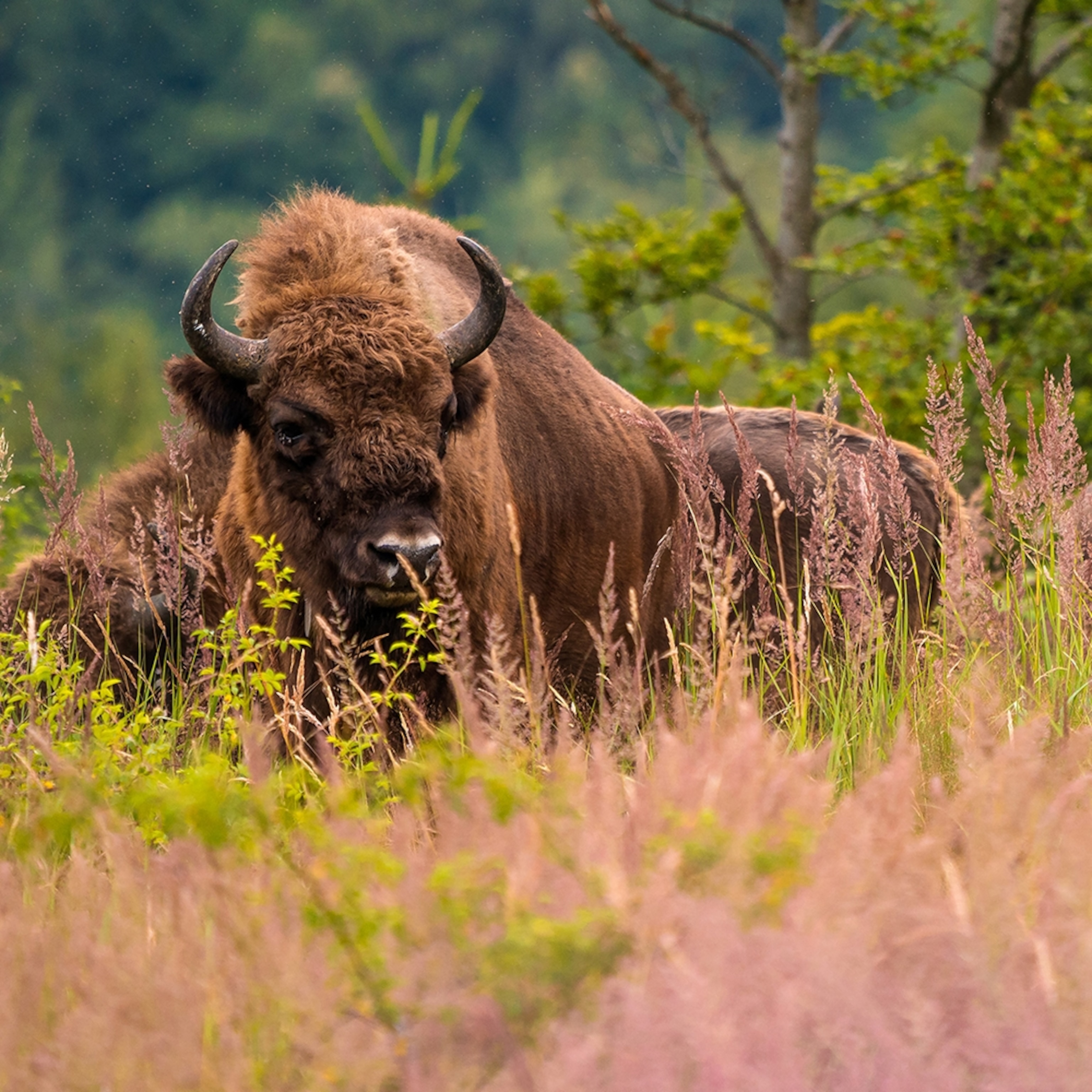 A herd of European bisons grazing on a wildlflower meadow.