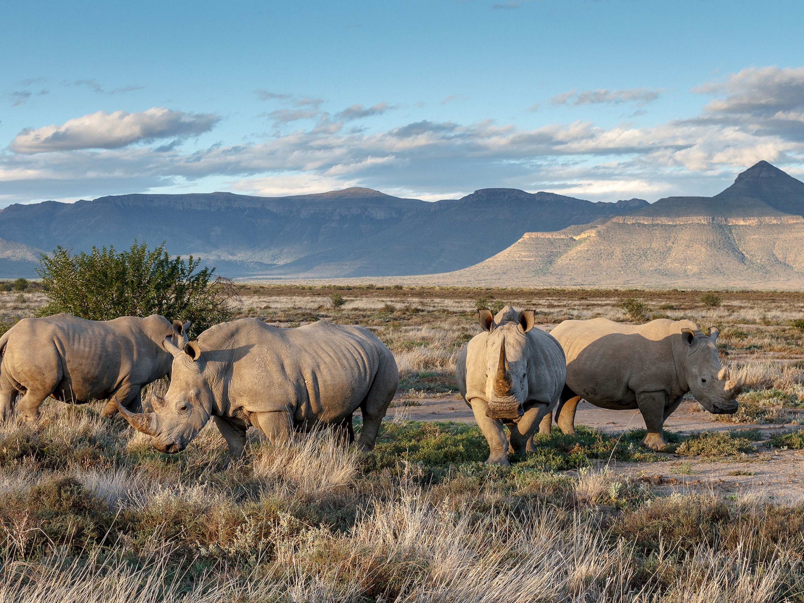 safari staff africa