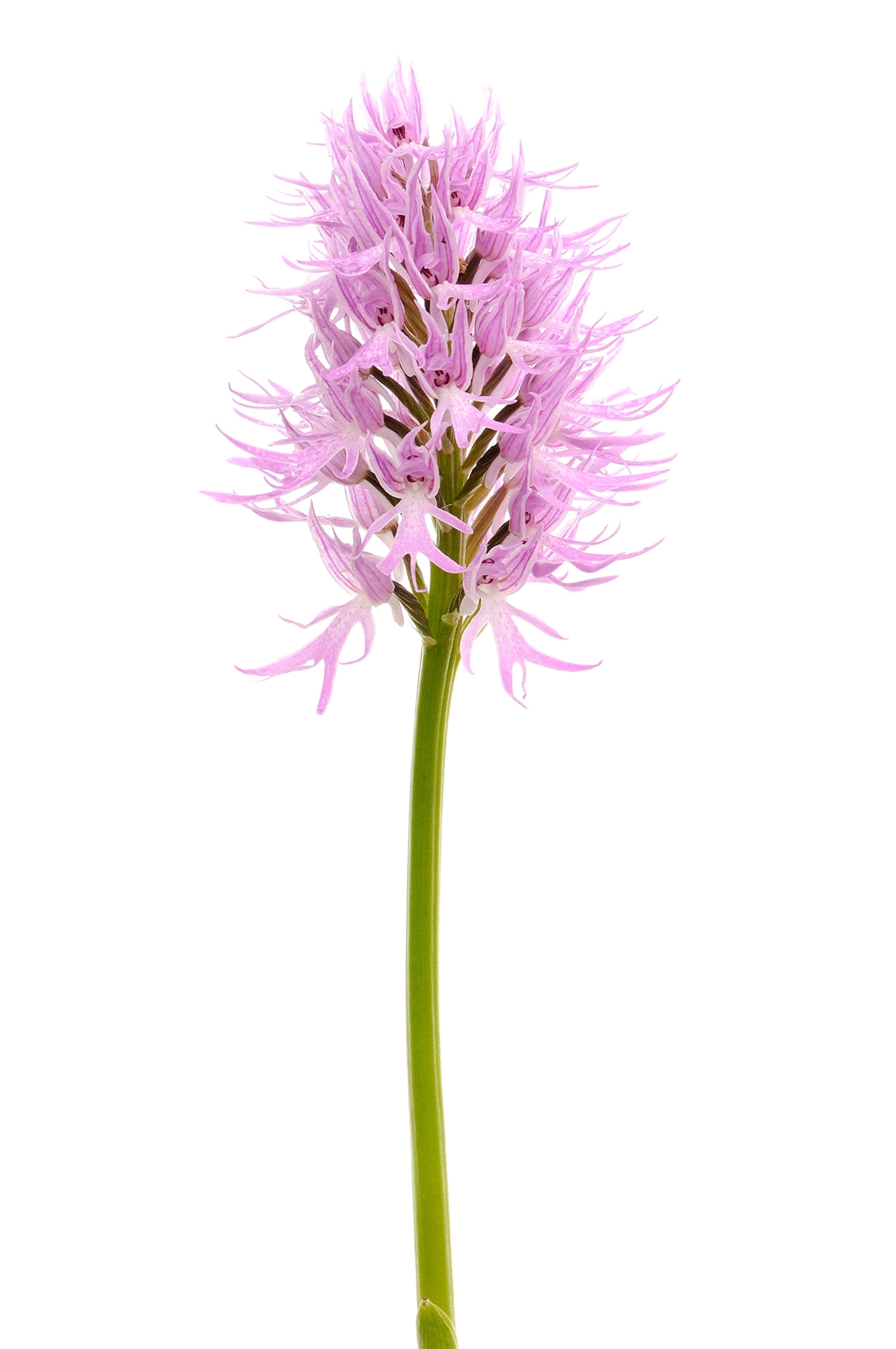 orchis italica