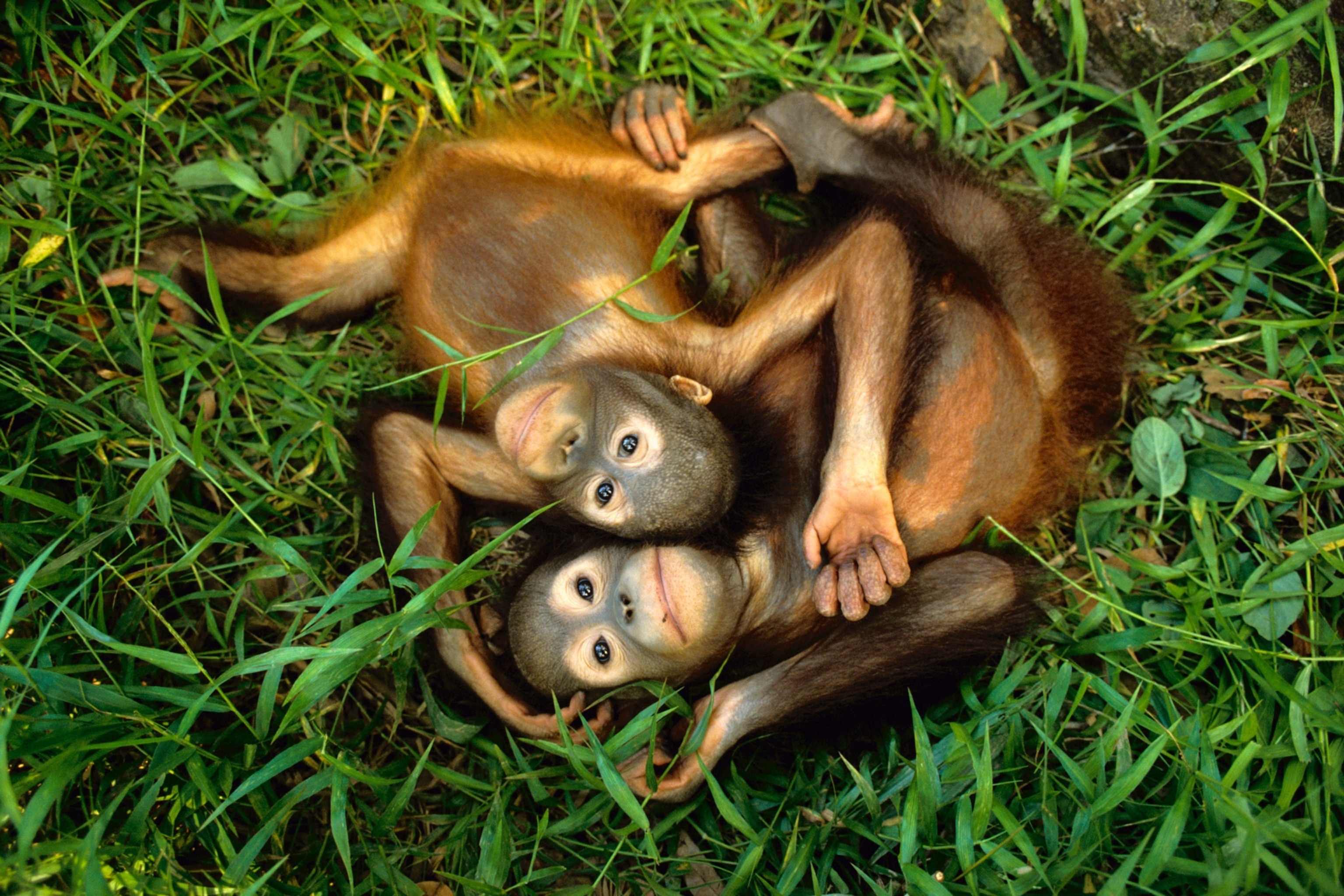 2 baby orangutans