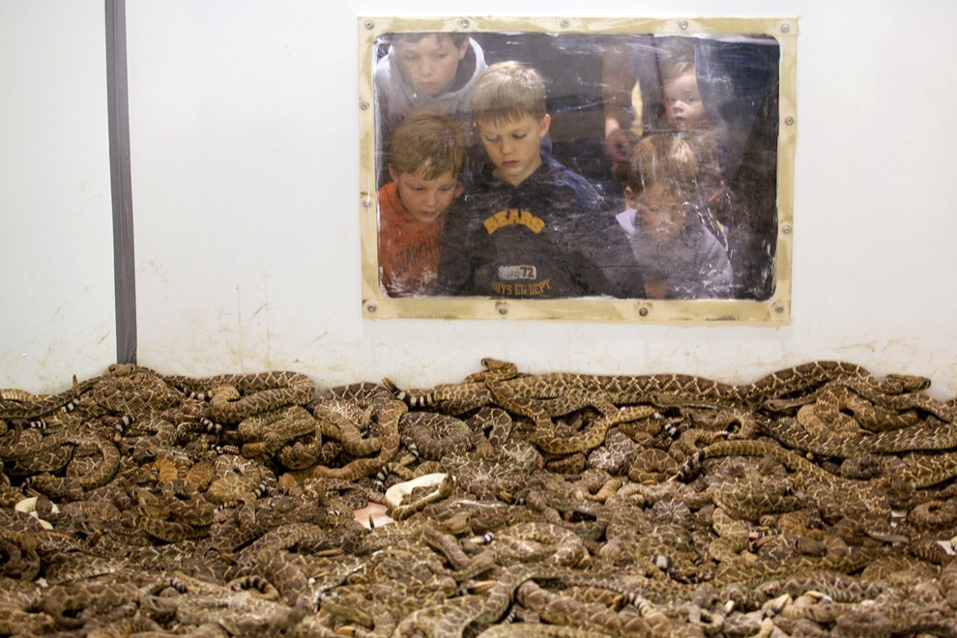 Children peering into pit of rattlesnakes