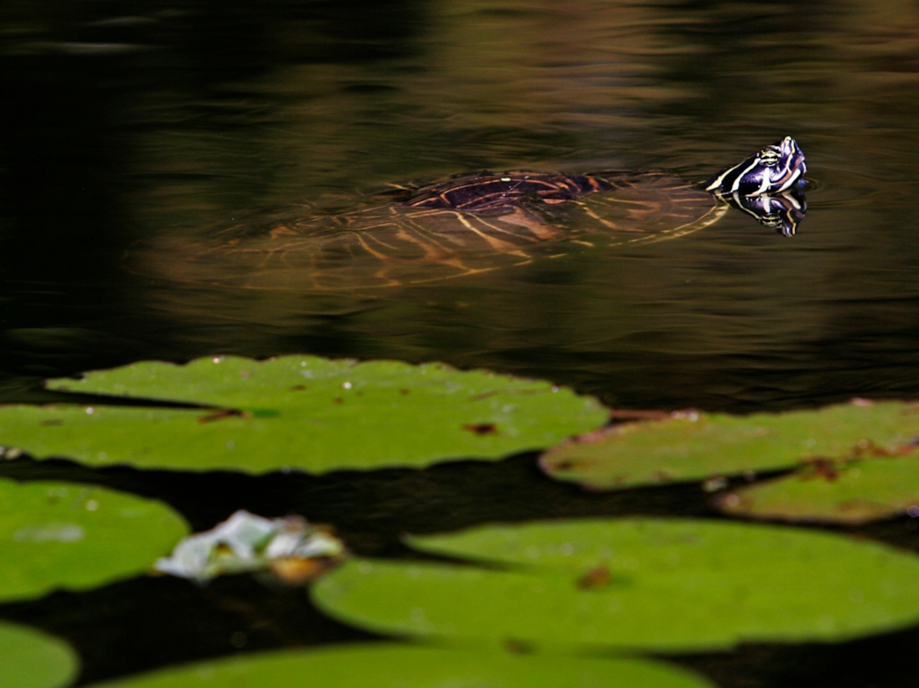 a freshwater turtle coming up for air at Boyd Hill Nature Preserve in St. Petersburg, Florida