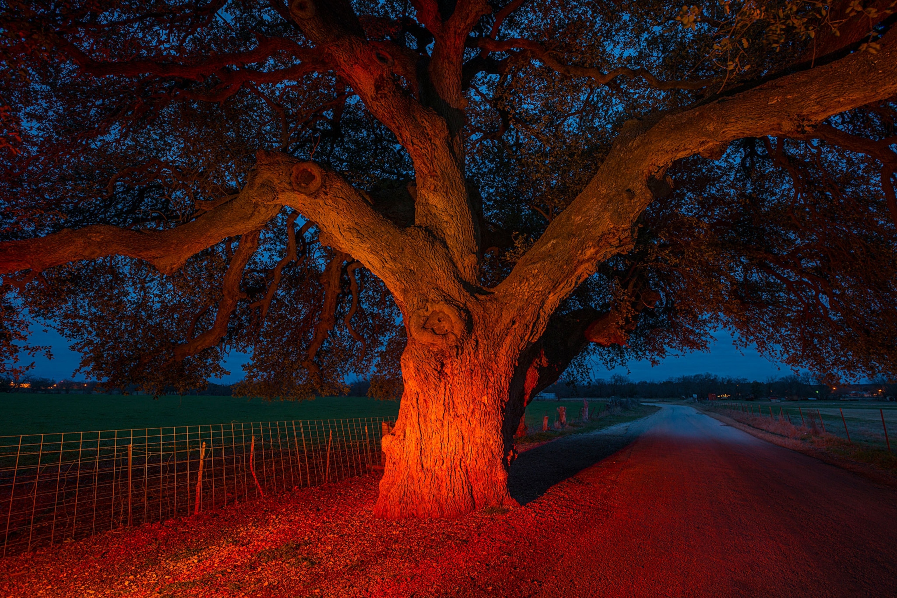 an oak tree in Texas