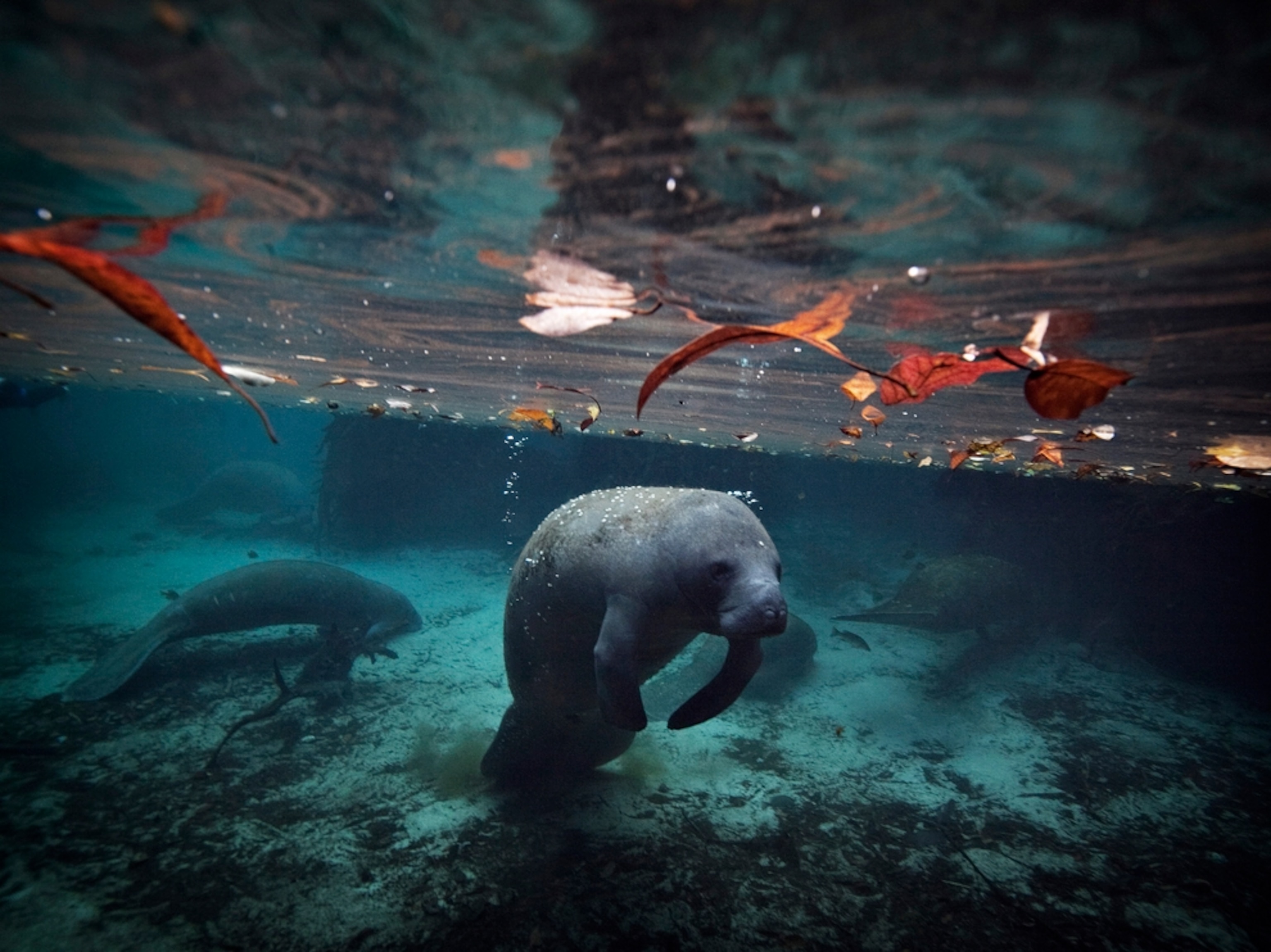 a manatee swimming at Crystal River, Florida