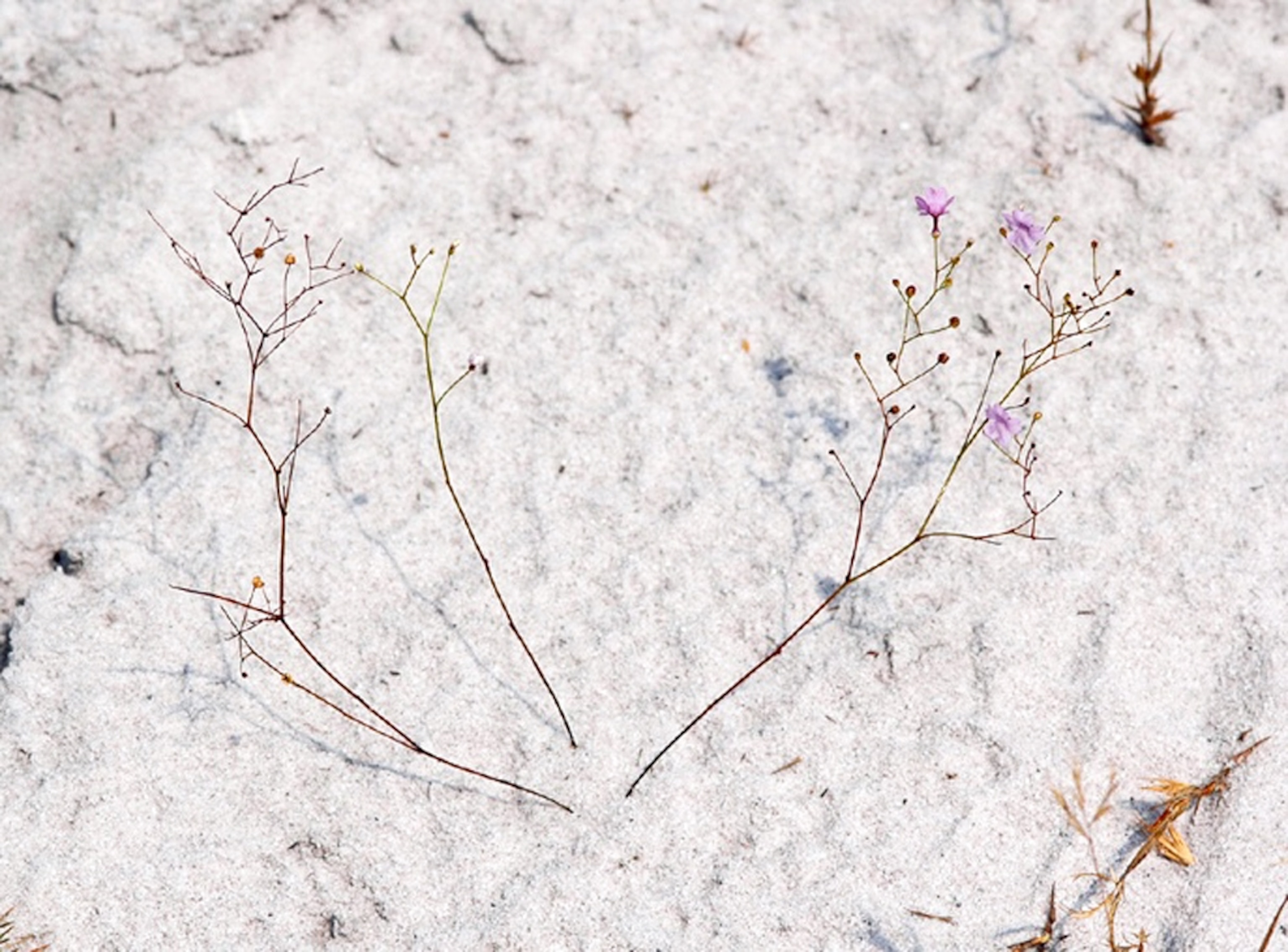 A carnivorous plant.